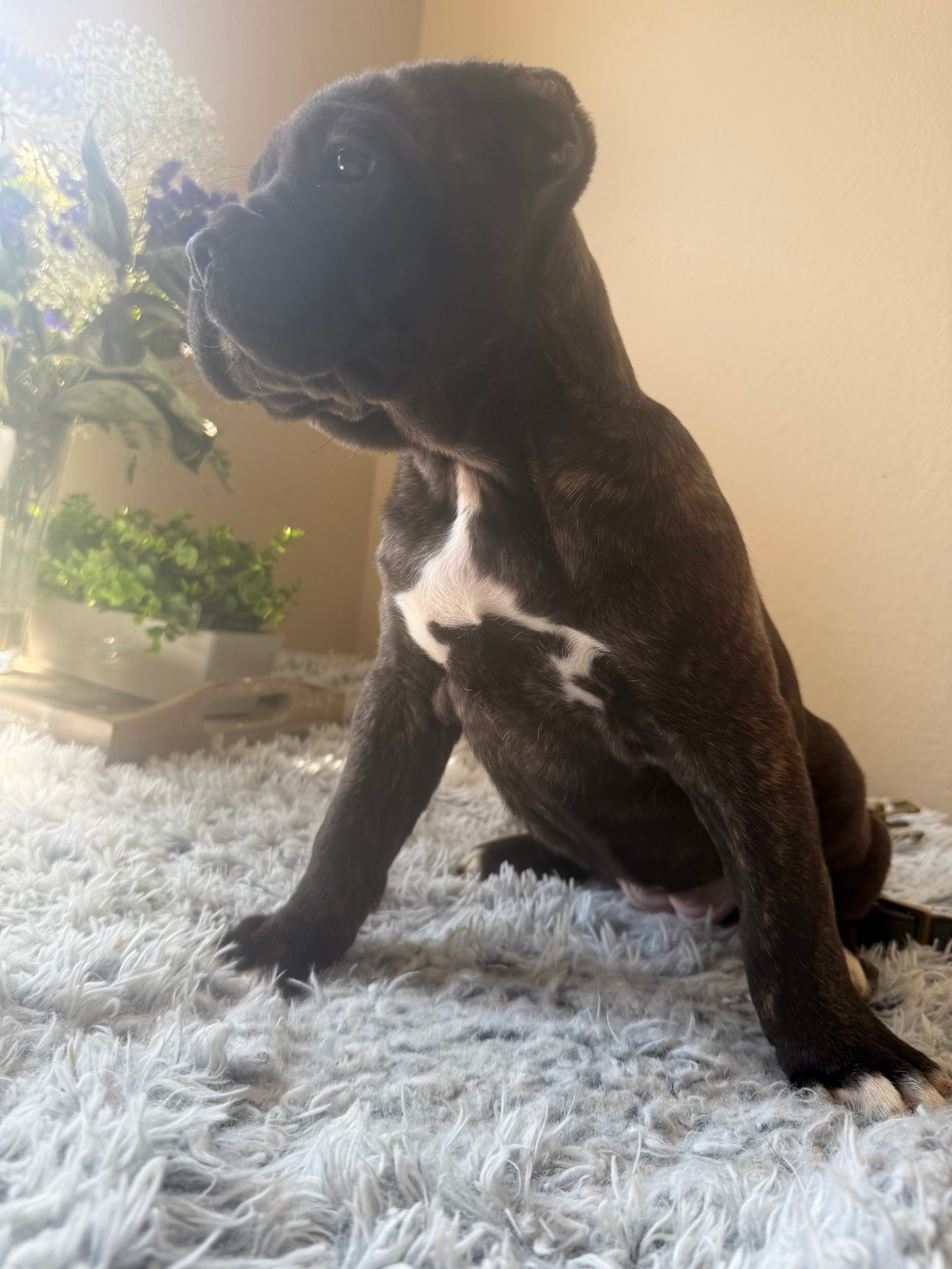 Cane corso – Cane Corso puppy for sale in Little Rock, AR
