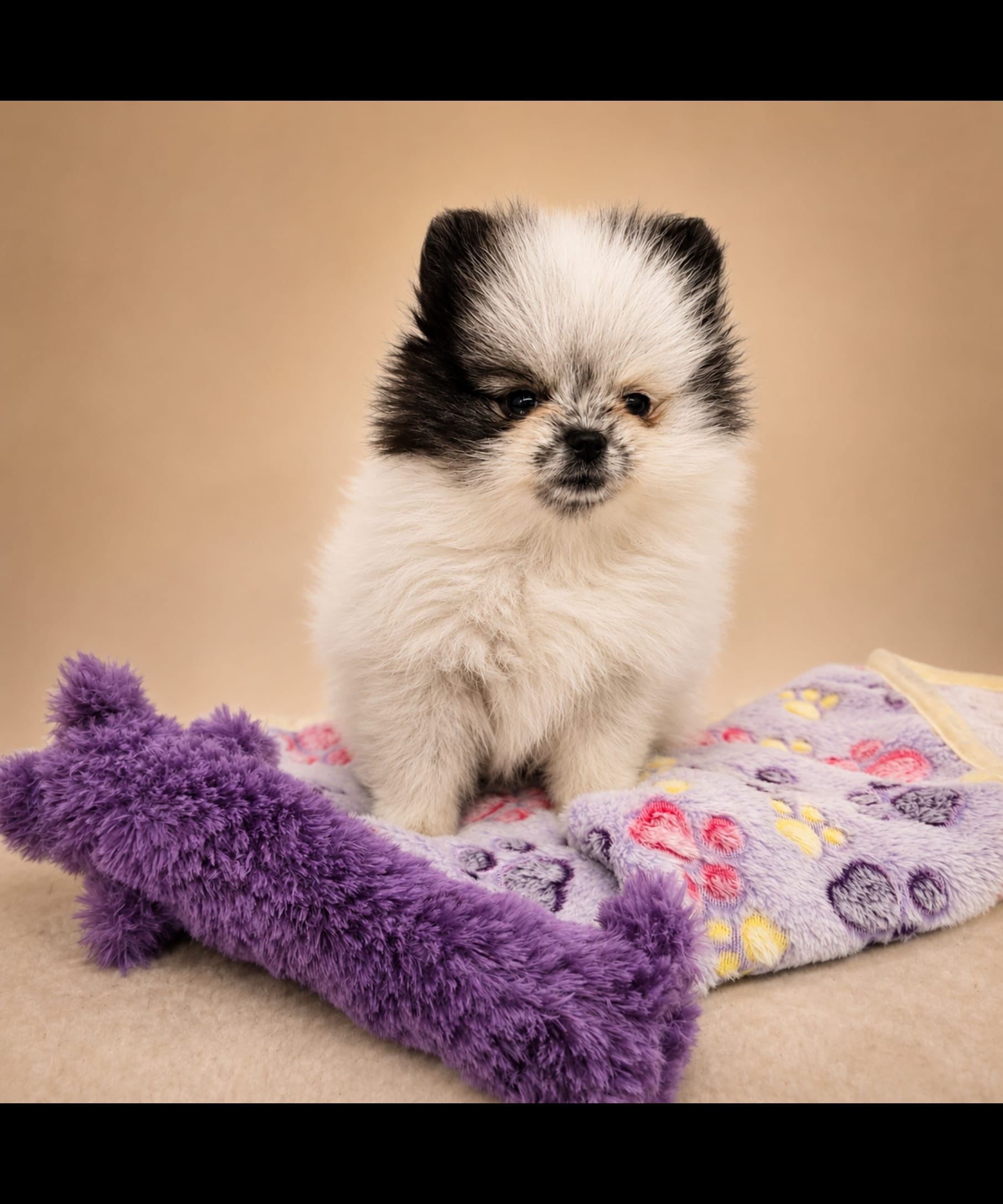 BUBBA – Pomeranian puppy for sale in Lone Rock, WI