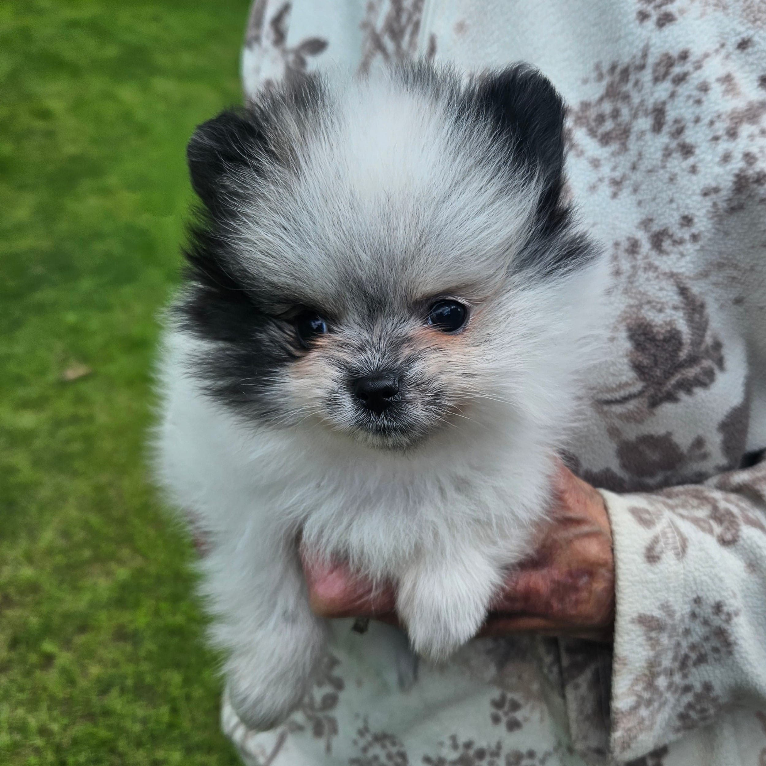 BUBBA – Pomeranian puppy for sale in Lone Rock, WI