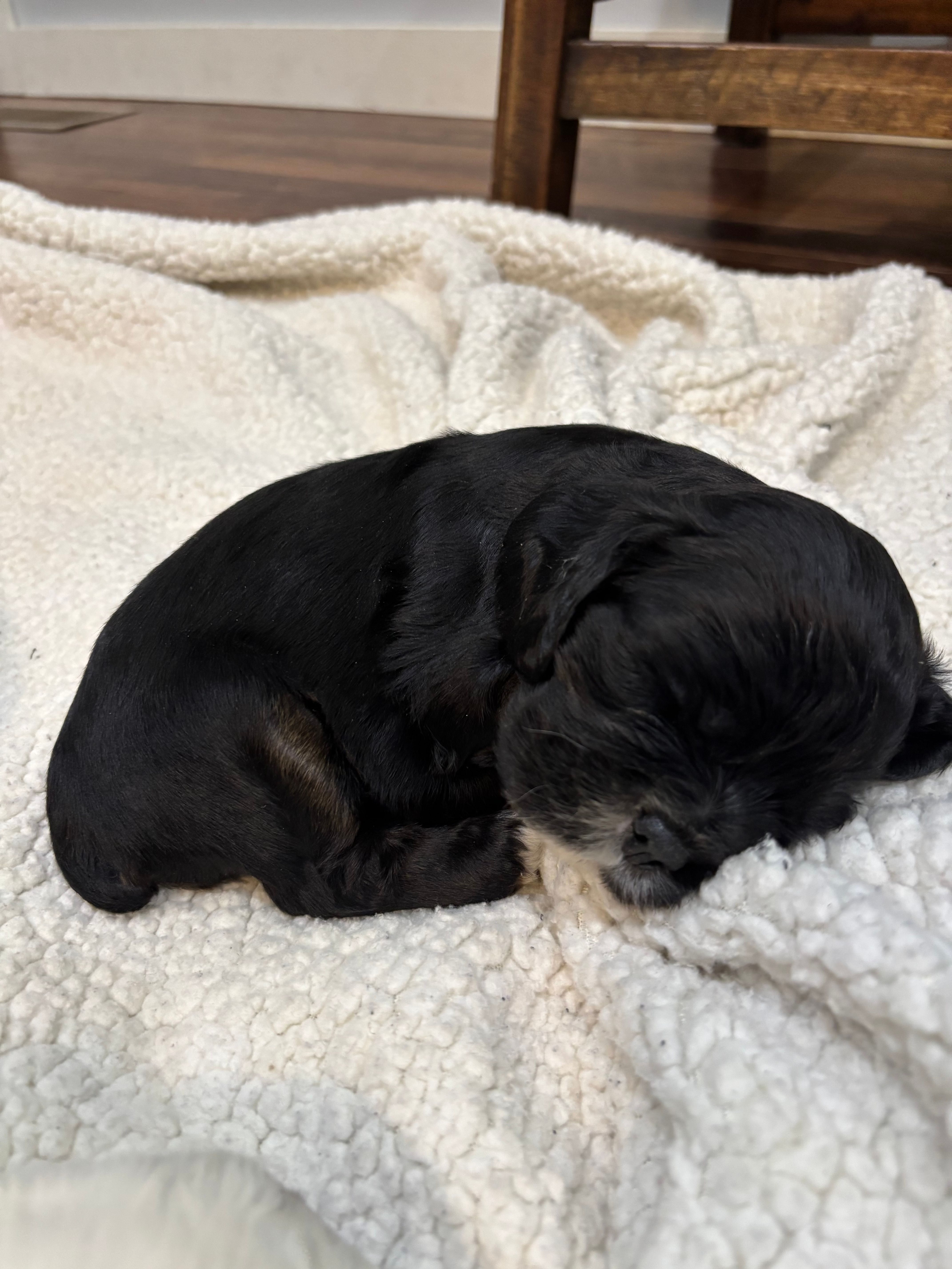 Kami – Cocker Spaniel puppy for sale in Hampton, TN