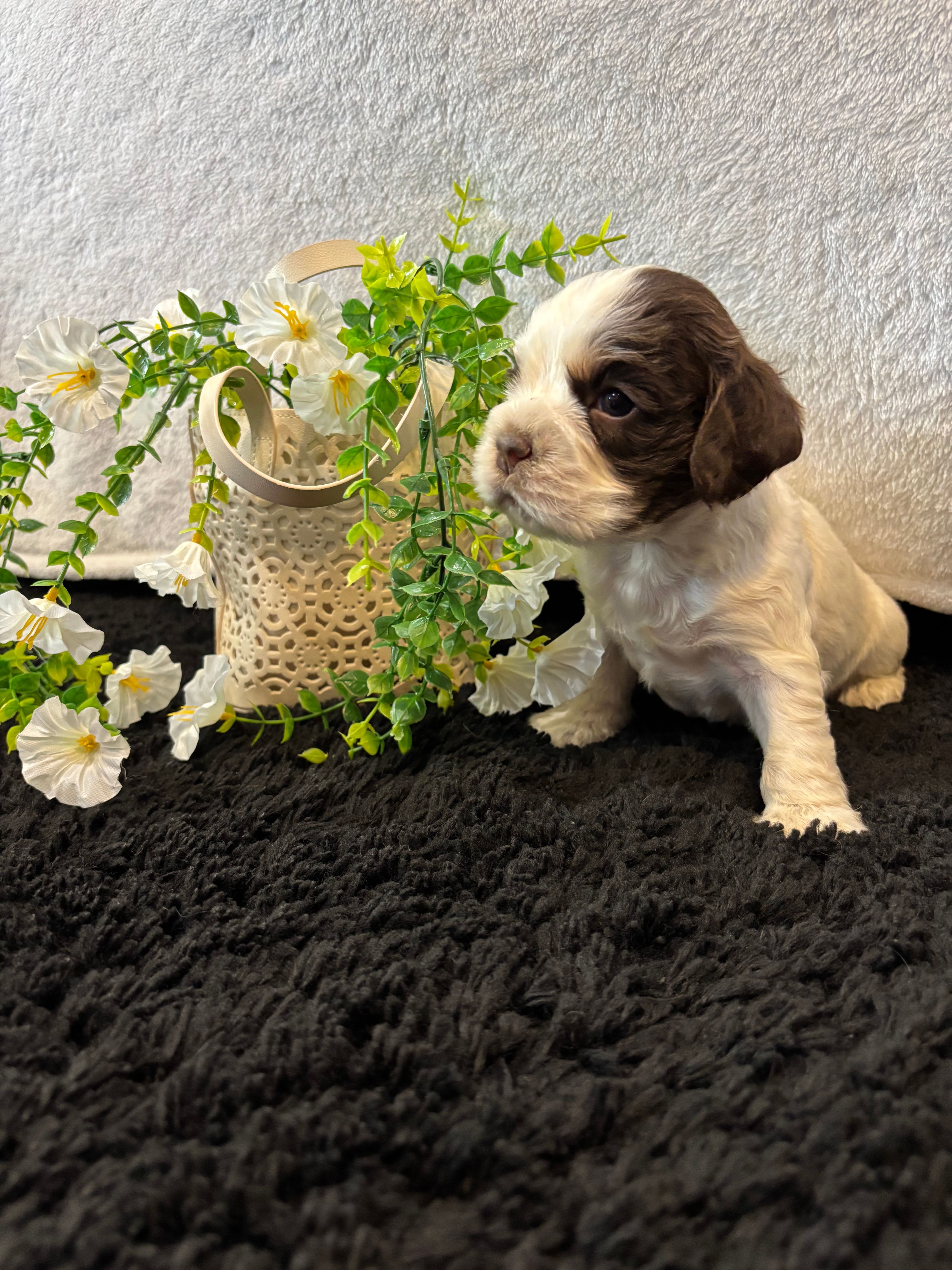 Kane – Cocker Spaniel puppy for sale in Hampton, TN
