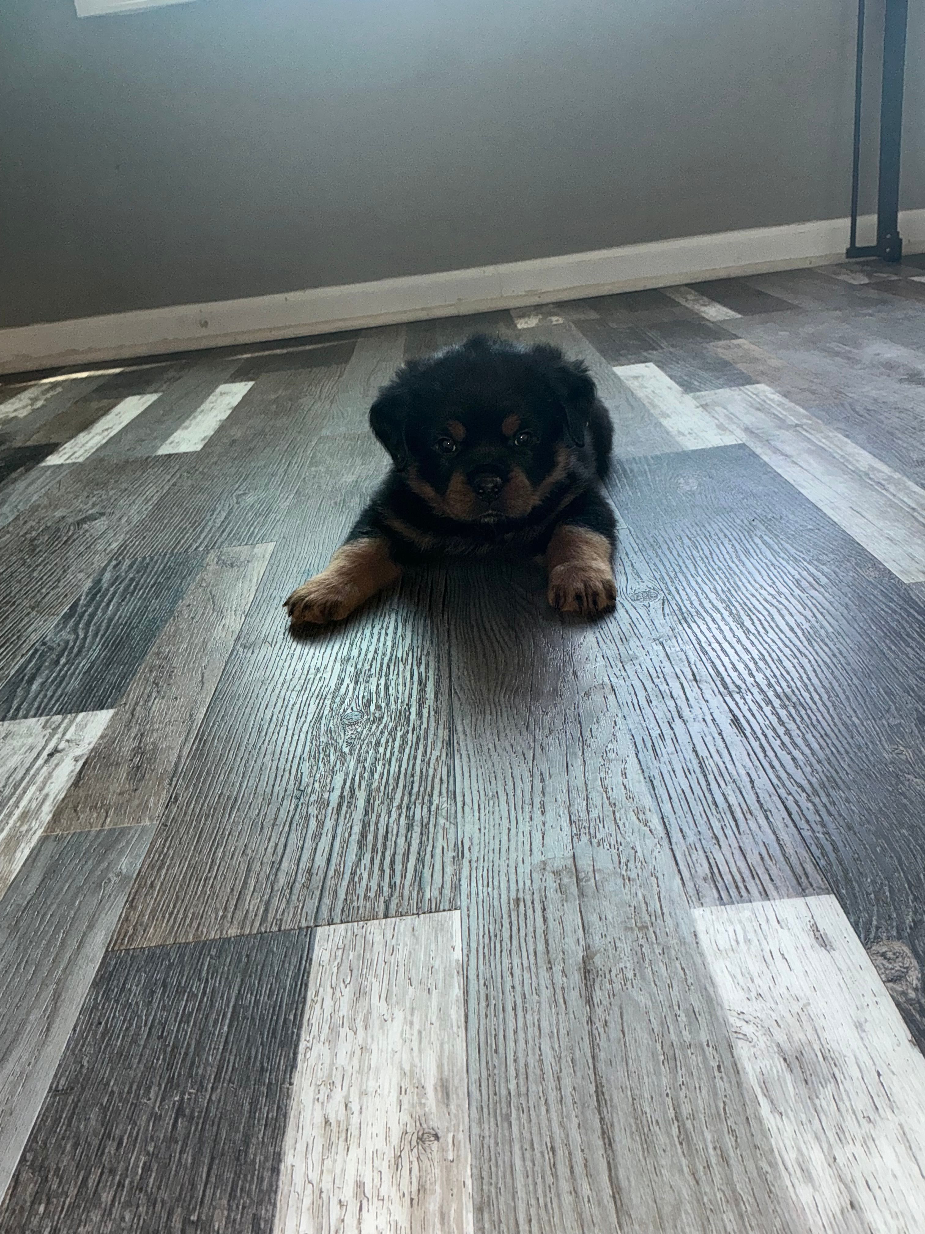Black collar boy  – Rottweiler puppy for sale in Omaha, NE