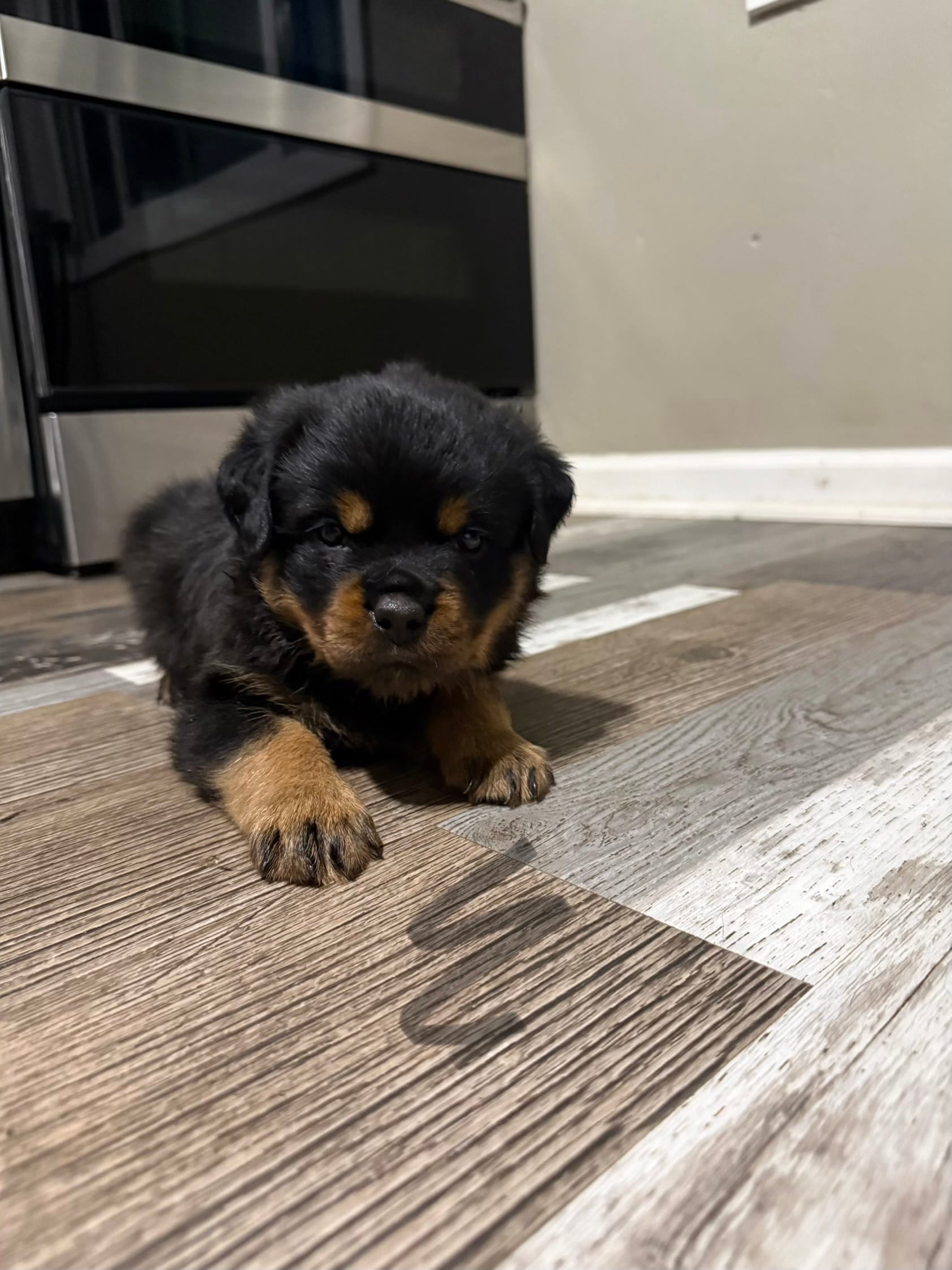 Black collar boy  – Rottweiler puppy for sale in Omaha, NE