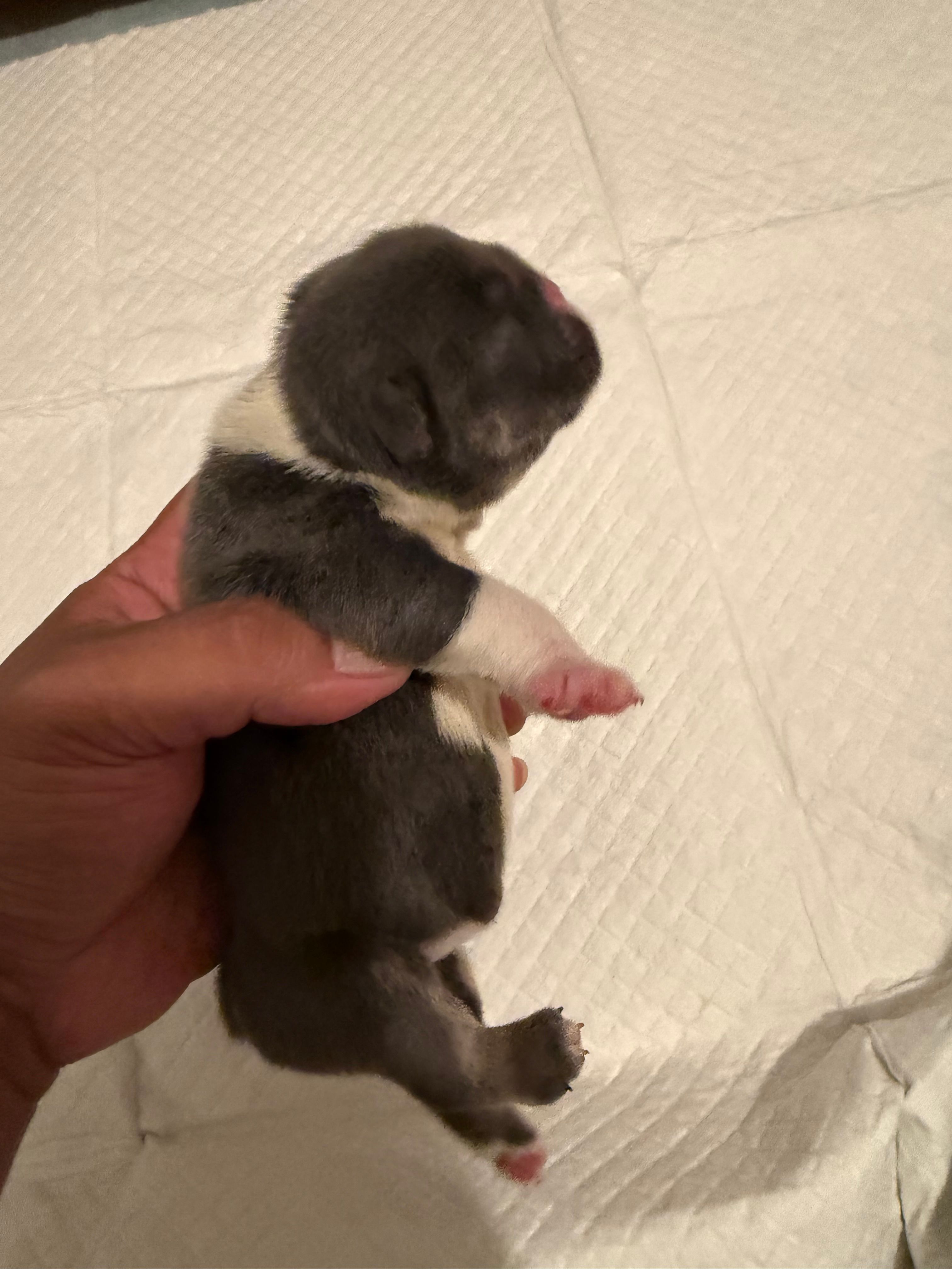 Princess Peach – English Bulldog puppy for sale in Mobile, AL