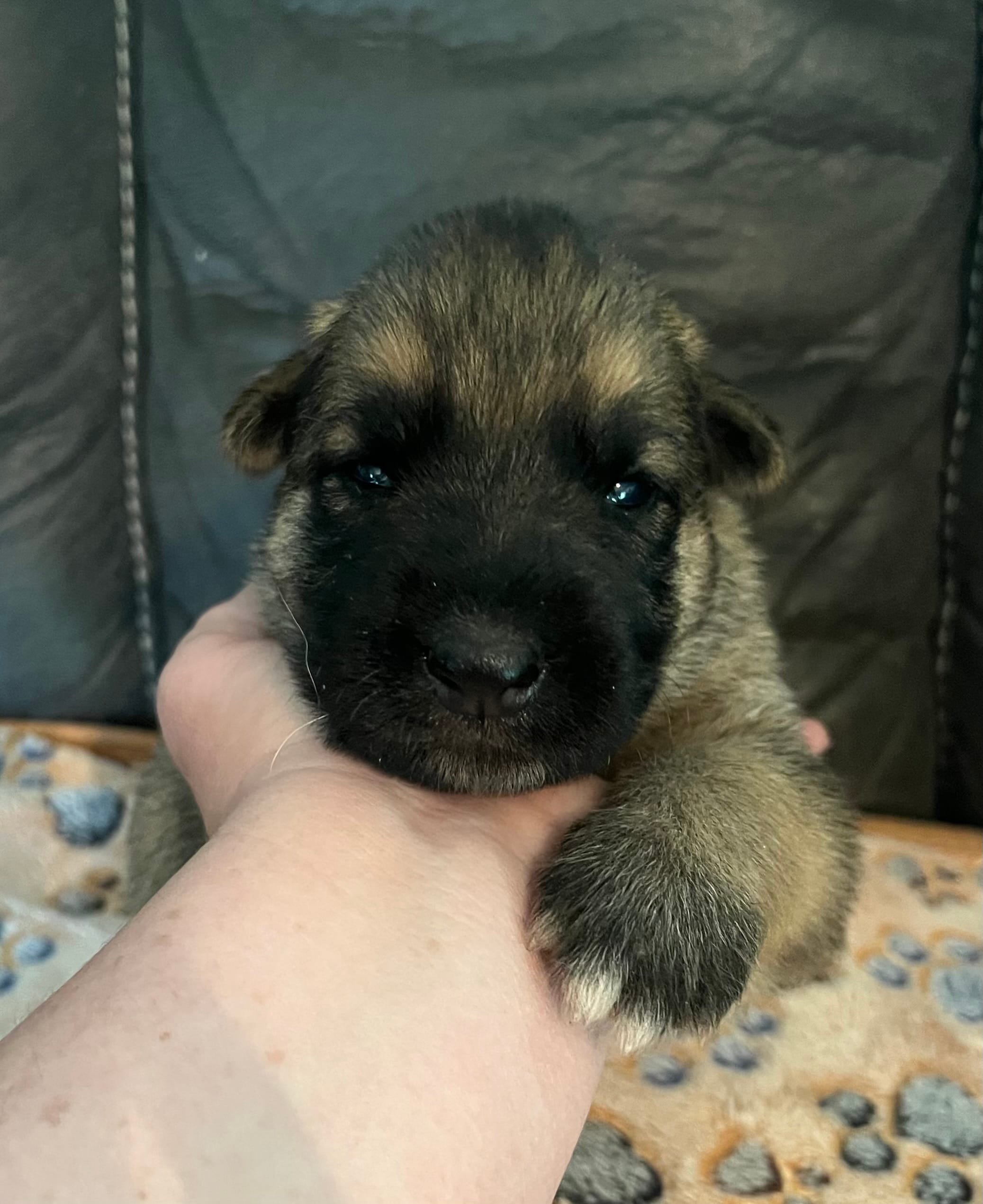 AKC Boy #2 – German Shepherd Dog puppy for sale in Rocky Mount, VA