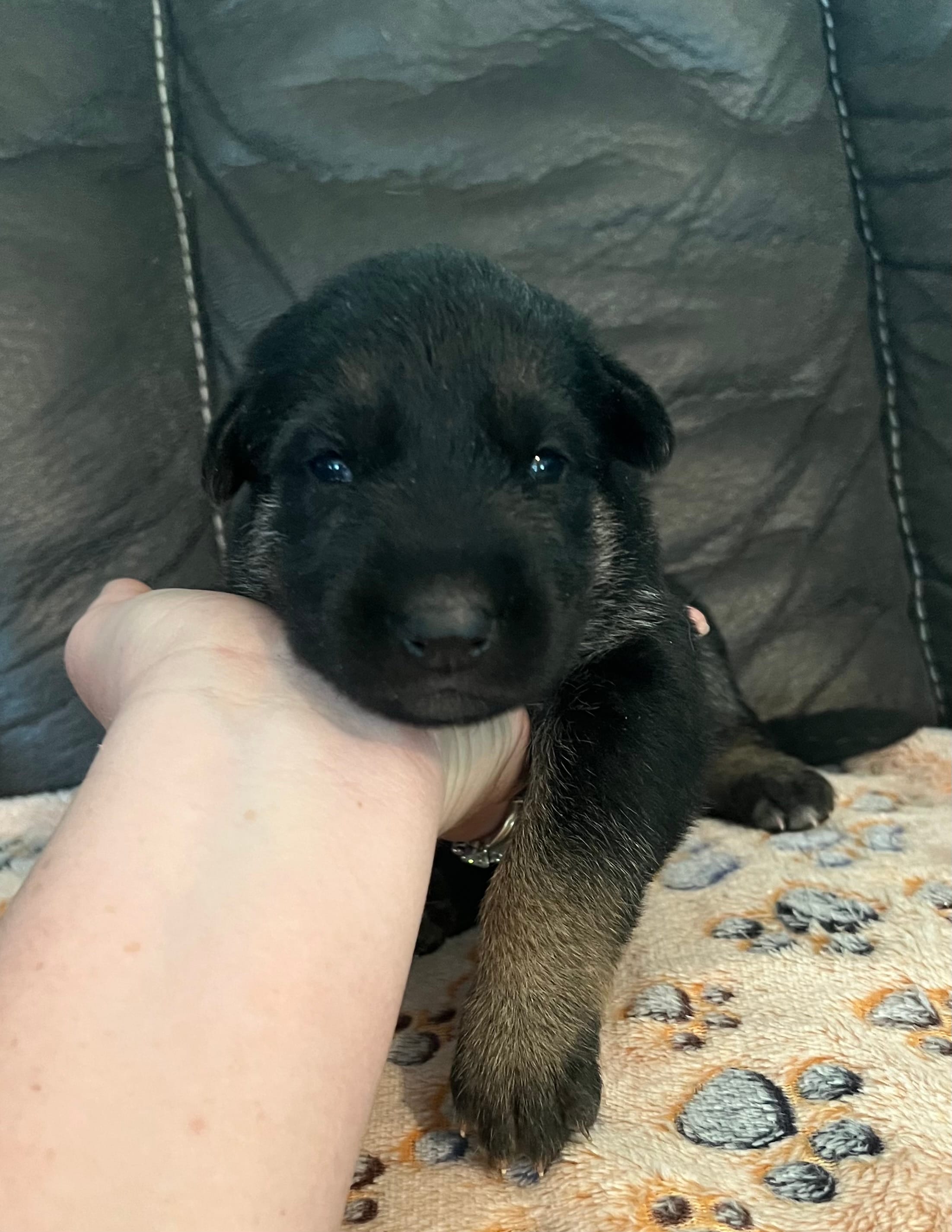 AKC Girl #3 – German Shepherd Dog puppy for sale in Rocky Mount, VA