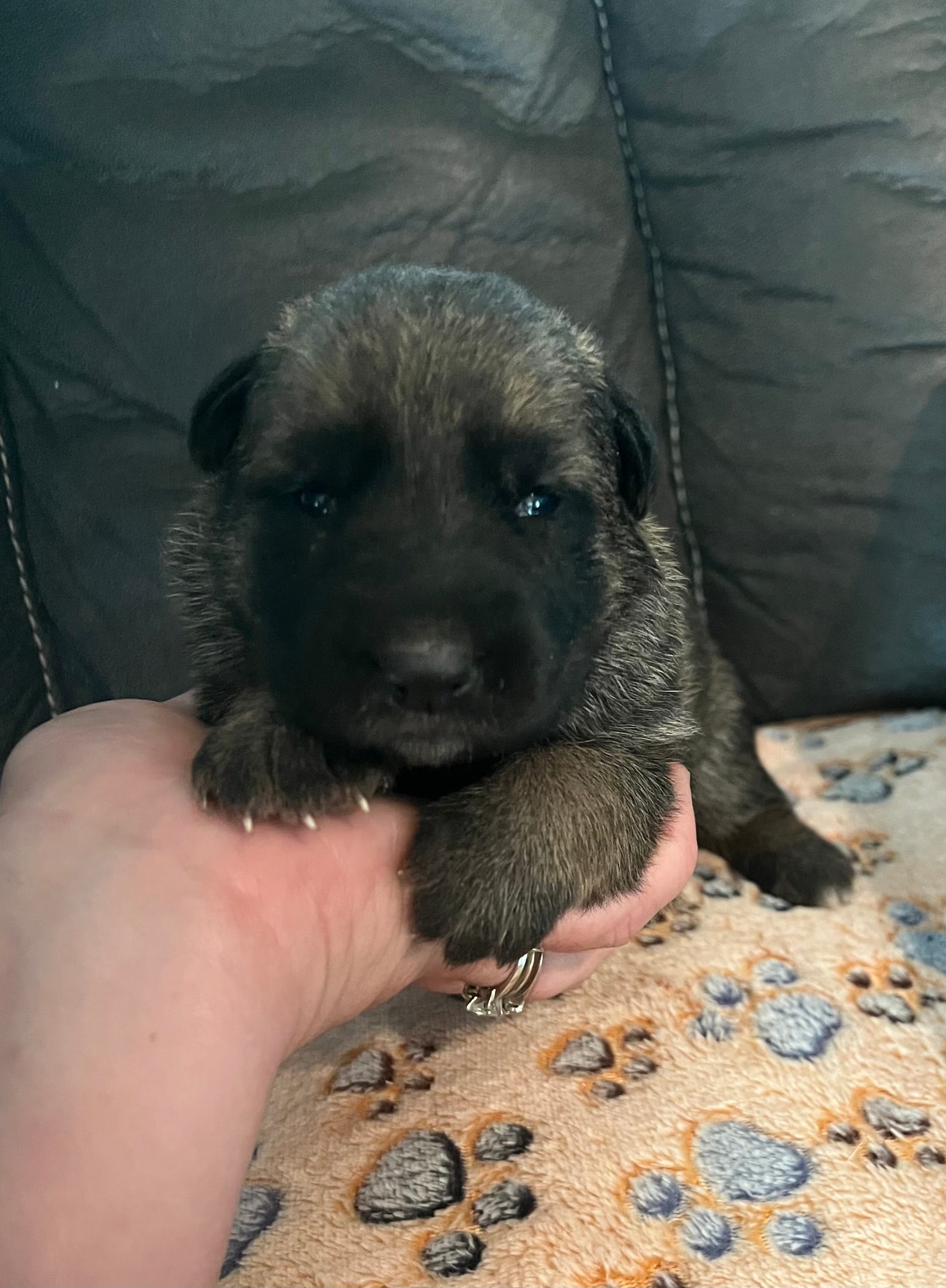 AKC Girl #2 – German Shepherd Dog puppy for sale in Rocky Mount, VA