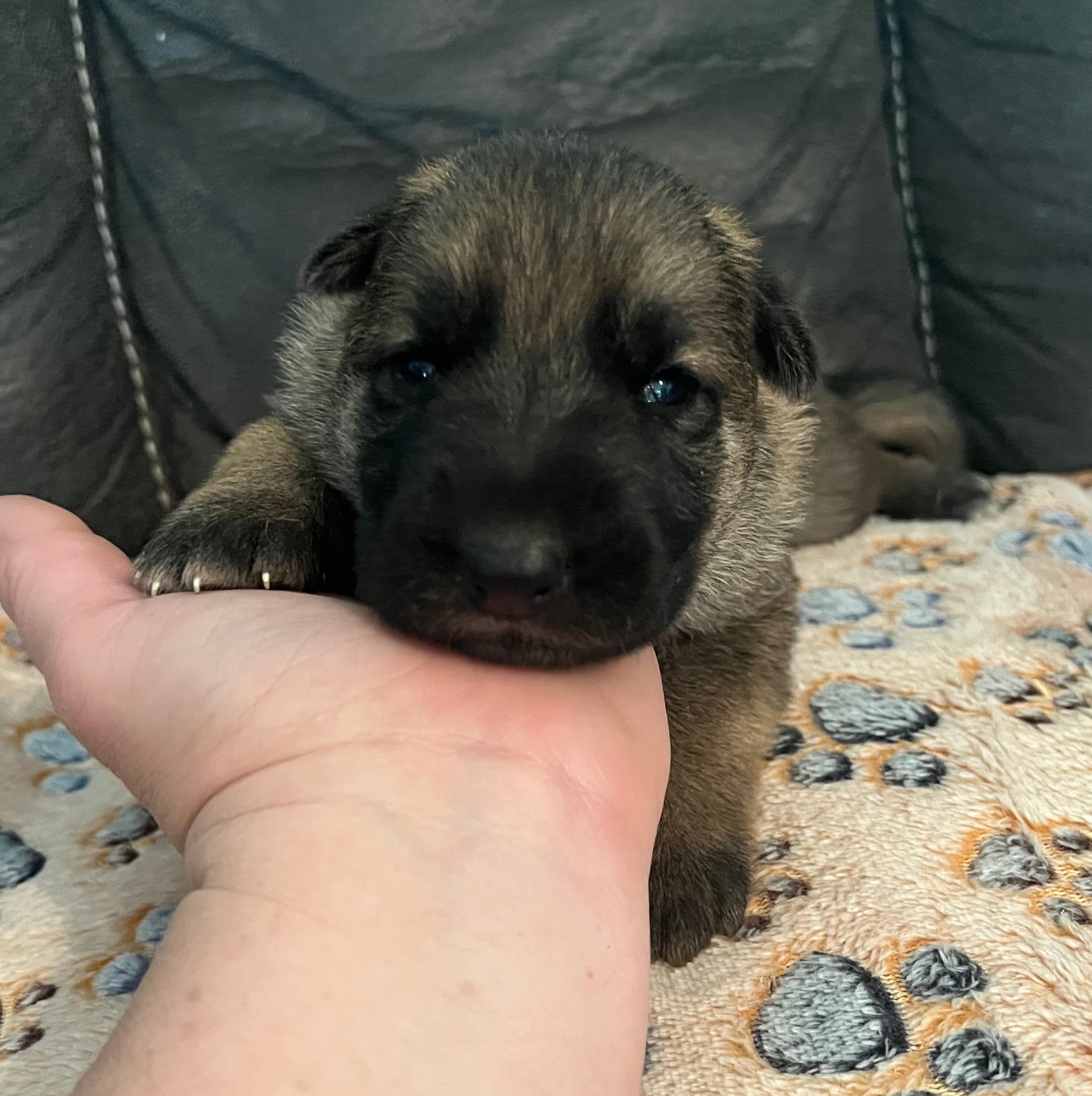 AKC Boy #1 – German Shepherd Dog puppy for sale in Rocky Mount, VA