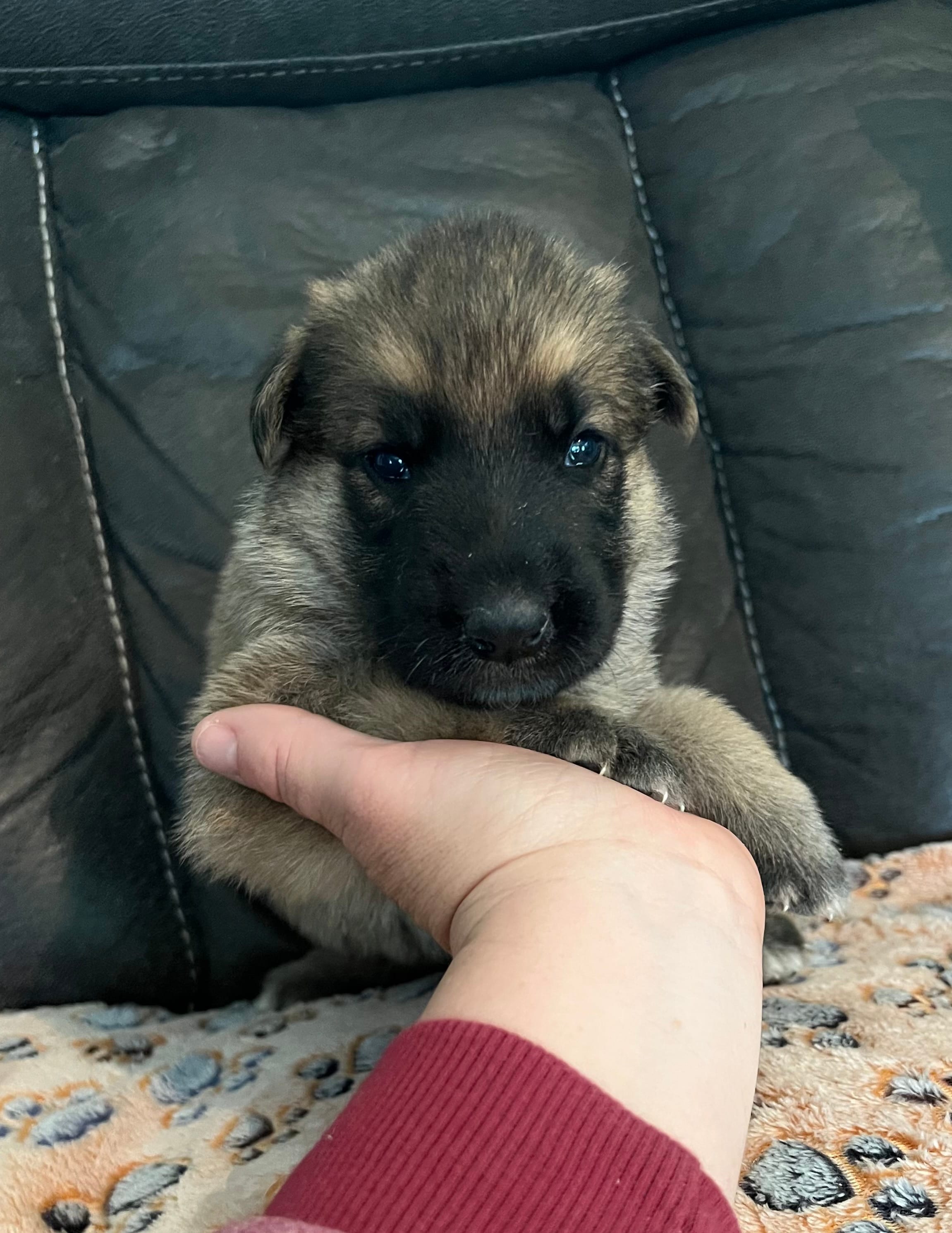 AKC Boy #2 – German Shepherd Dog puppy for sale in Rocky Mount, VA