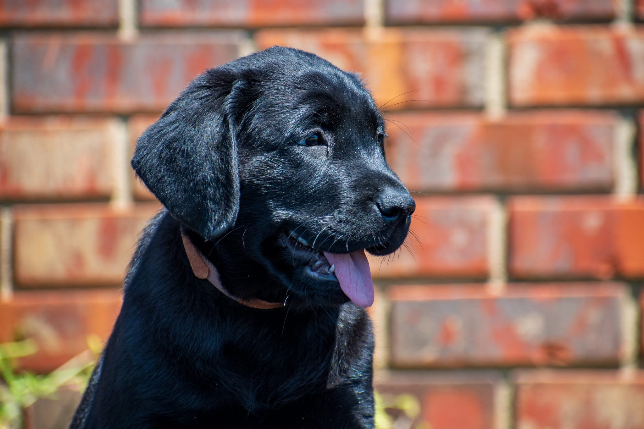 Brown – Labrador Retriever puppy for sale in Adairsville, GA