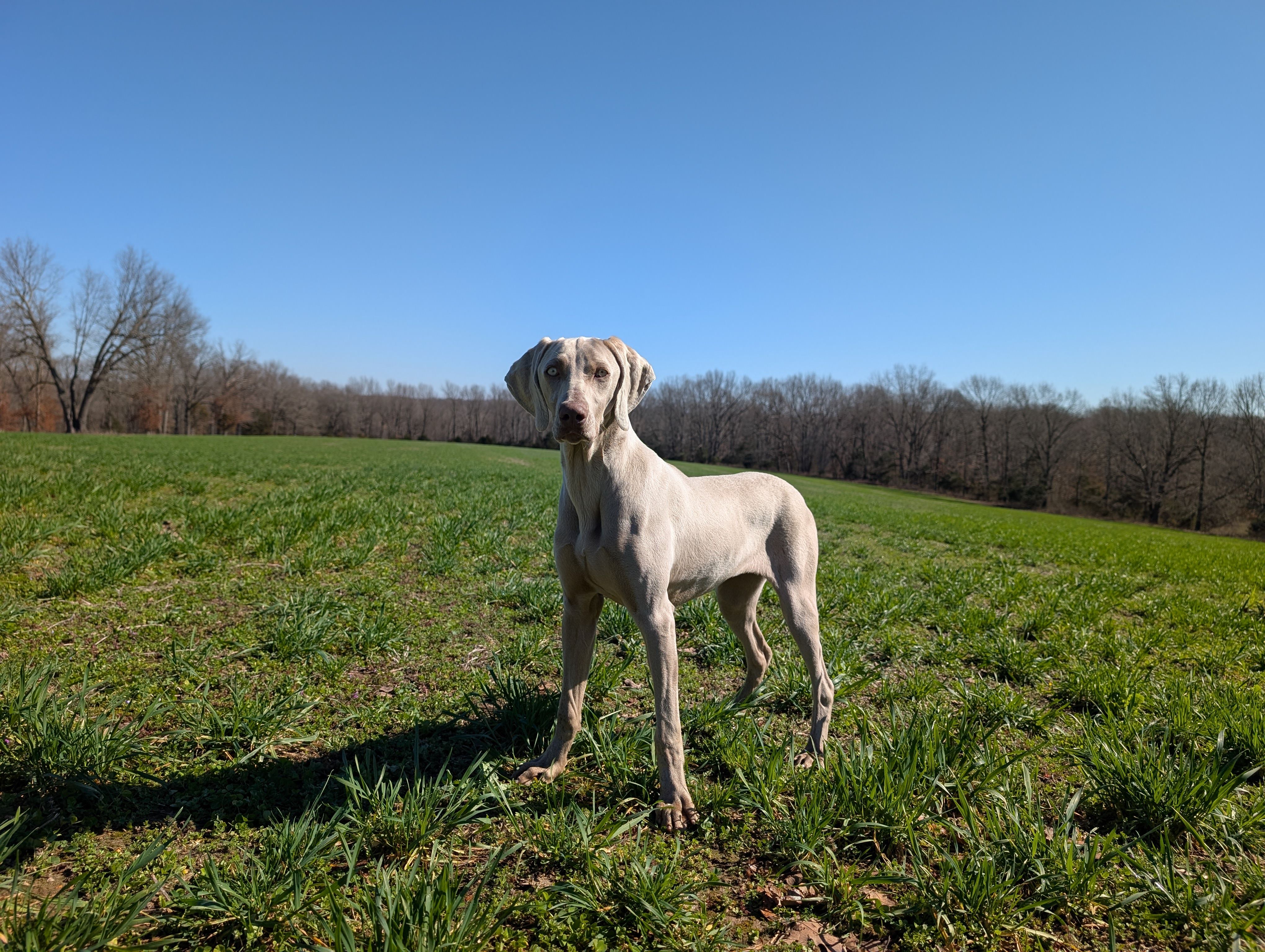 Sky – Weimaraner puppy for sale in Bolivar, MO