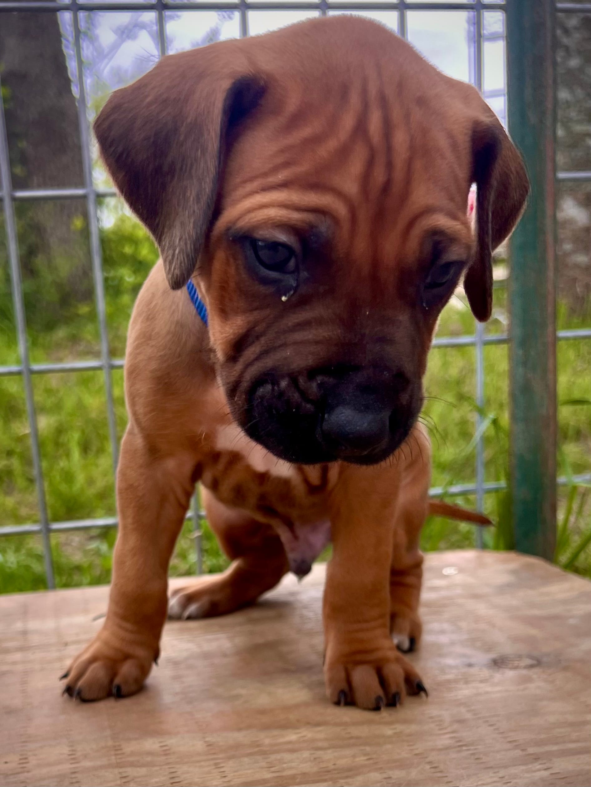 Charleston – Rhodesian Ridgeback puppy for sale in Waco, TX