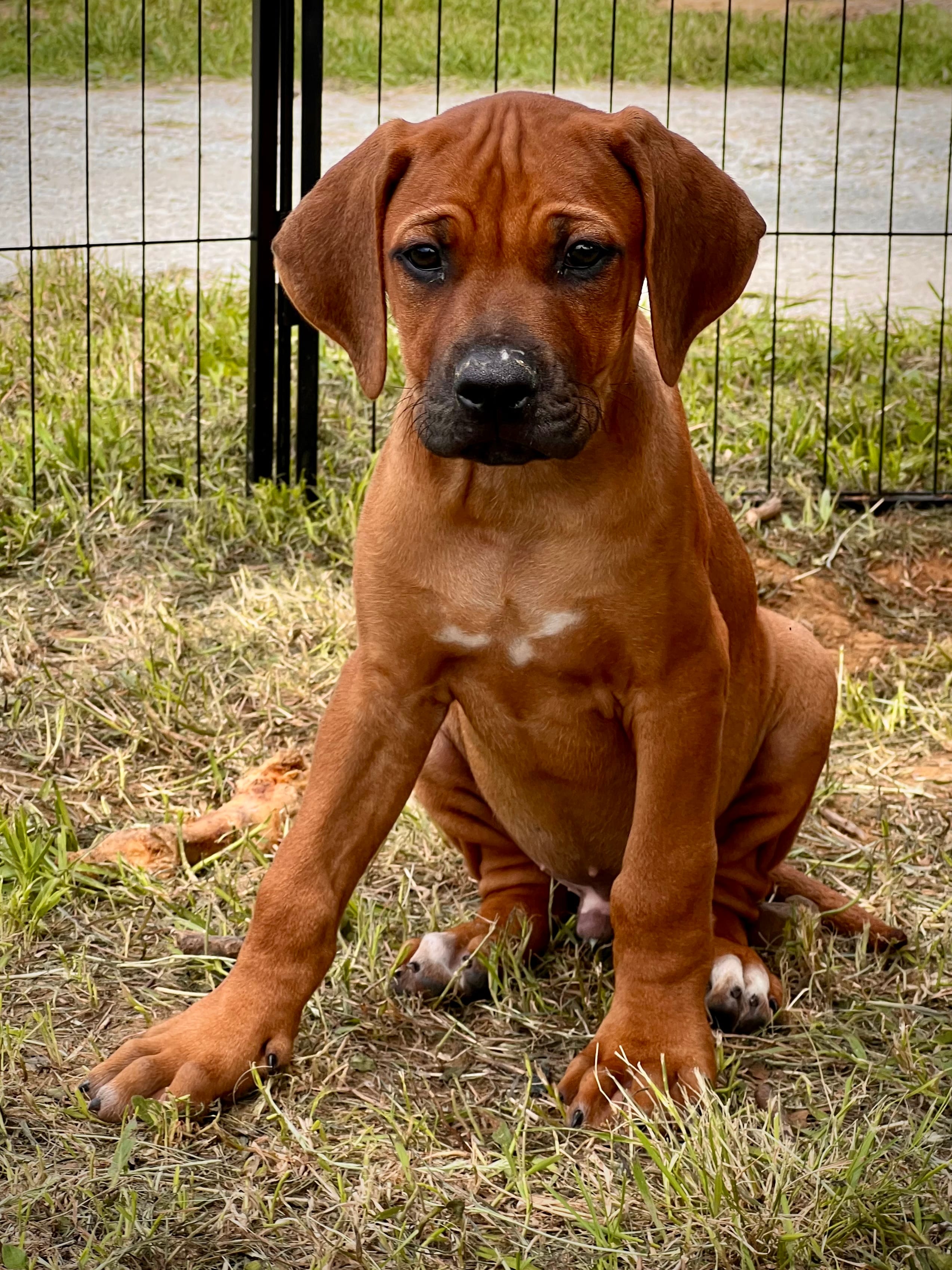 Zumba – Rhodesian Ridgeback puppy for sale in Waco, TX