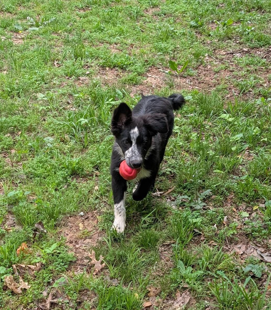 Blaze – Border Collie puppy for sale in Jacksonville, TX