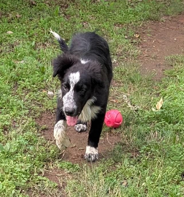 Blaze – Border Collie puppy for sale in Jacksonville, TX