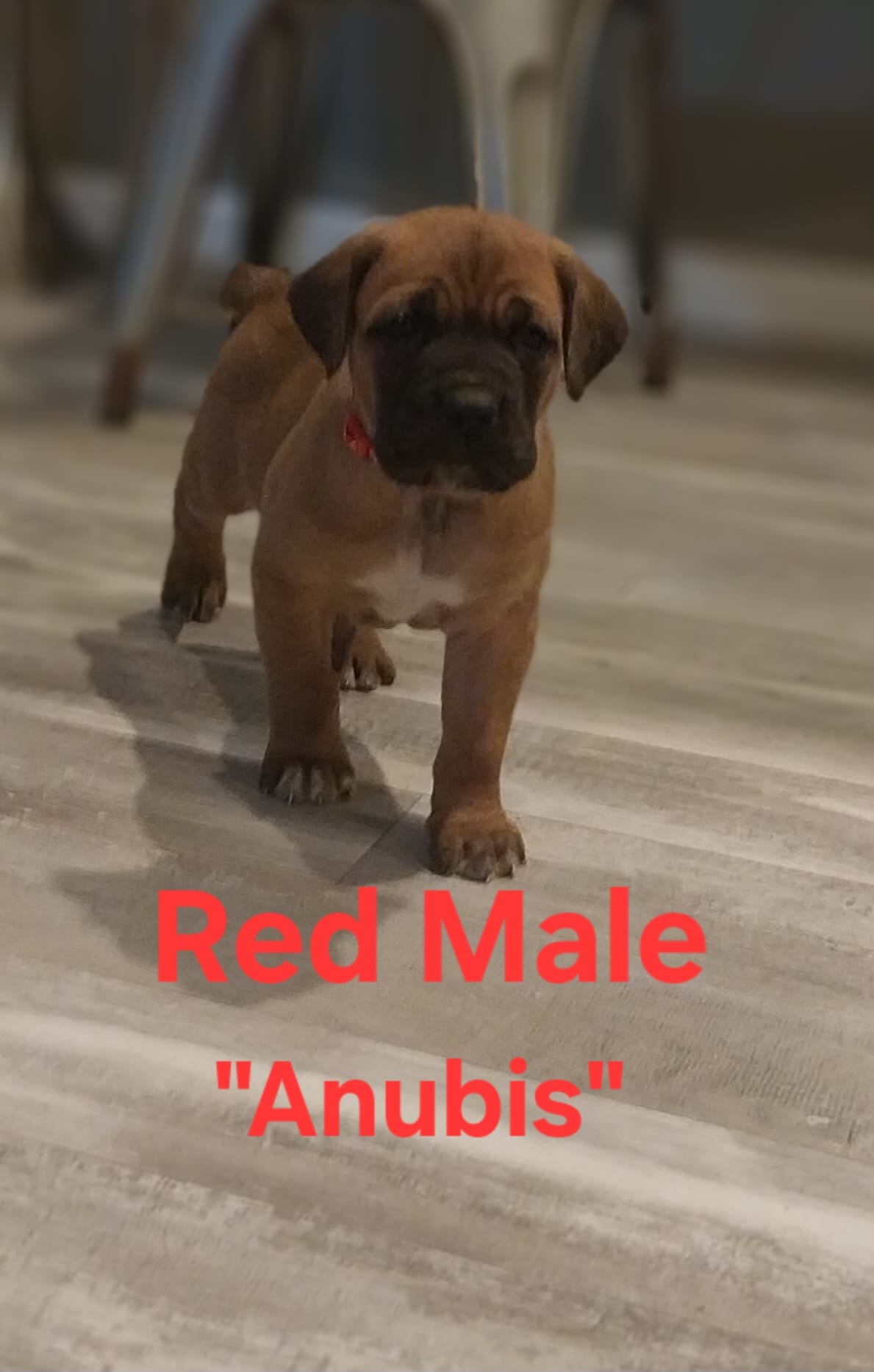 Anubis – Cane Corso puppy for sale in Danville, IL