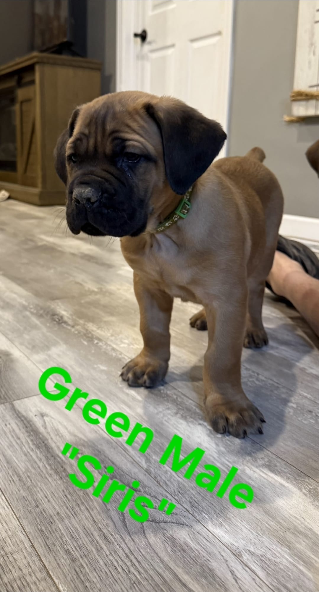 Siris – Cane Corso puppy for sale in Danville, IL