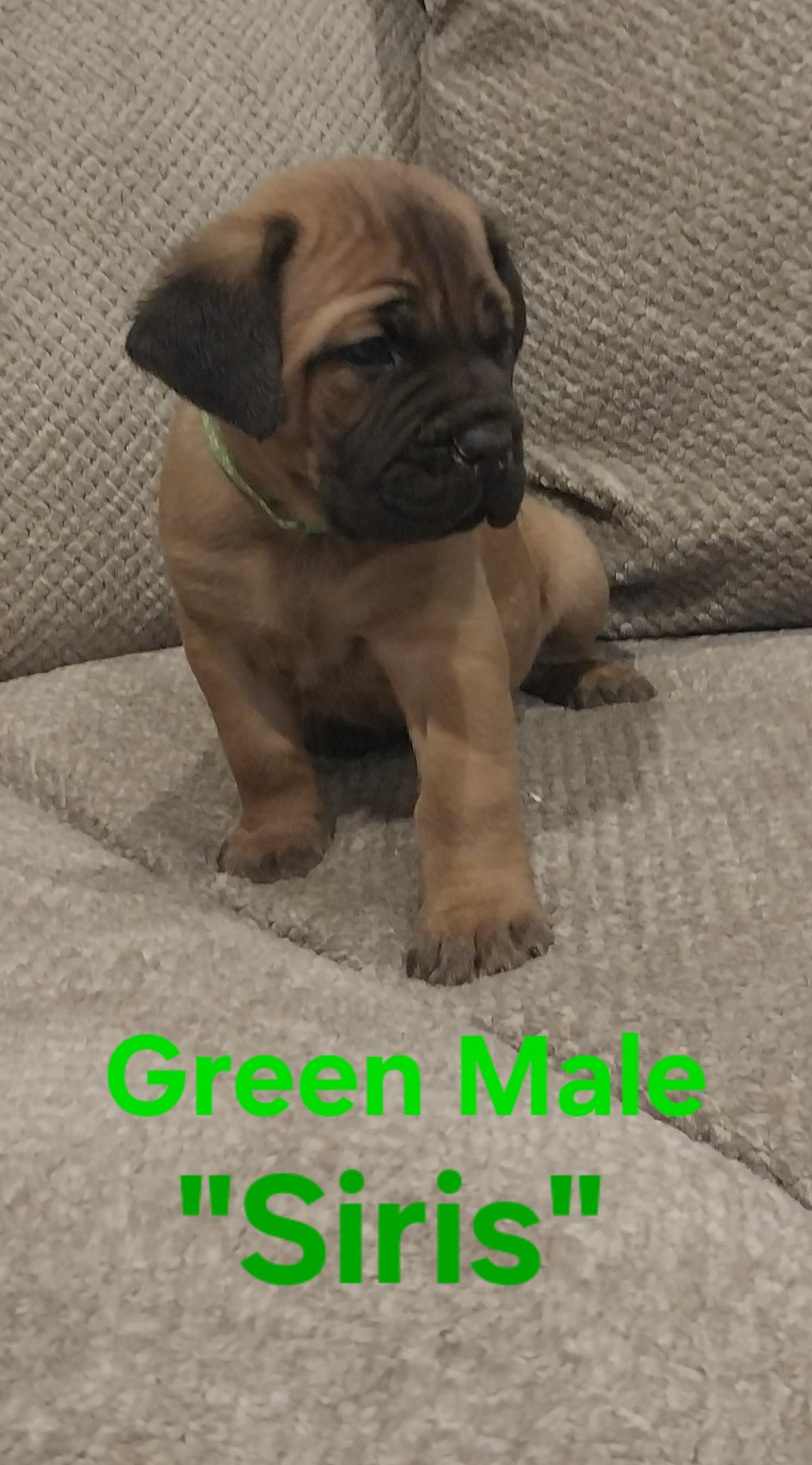 Siris – Cane Corso puppy for sale in Danville, IL