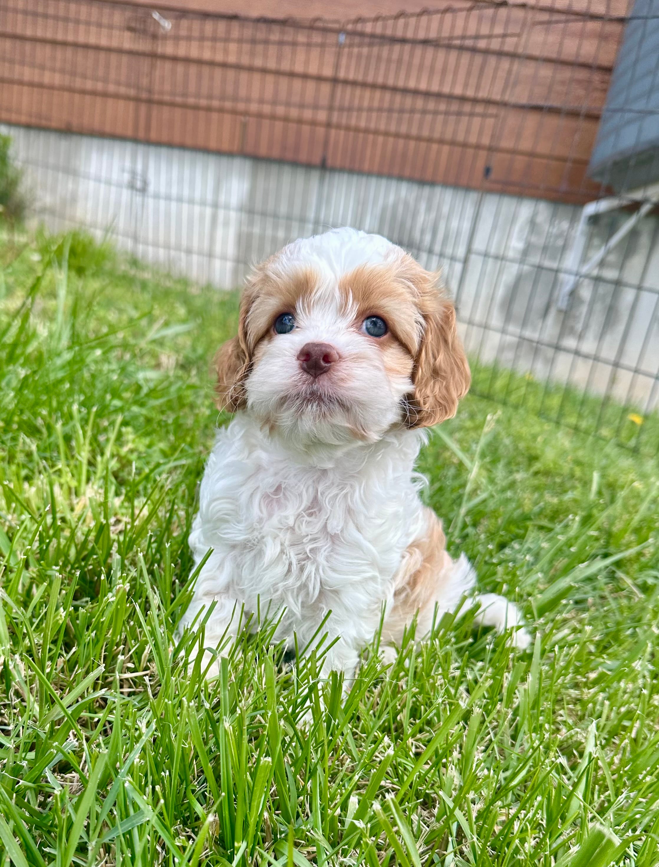 Peter – Cockapoo puppy for sale in Rolla, MO
