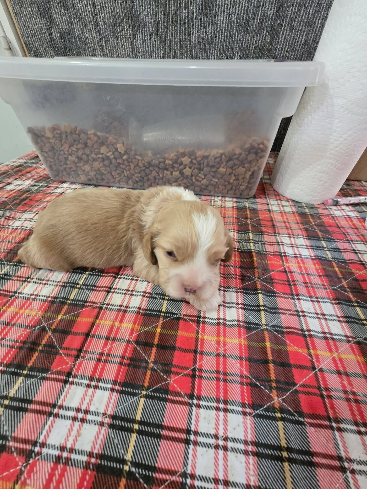 Blonde male Cocker Spaniel – Cocker Spaniel puppy for sale in Ruther Glen, VA