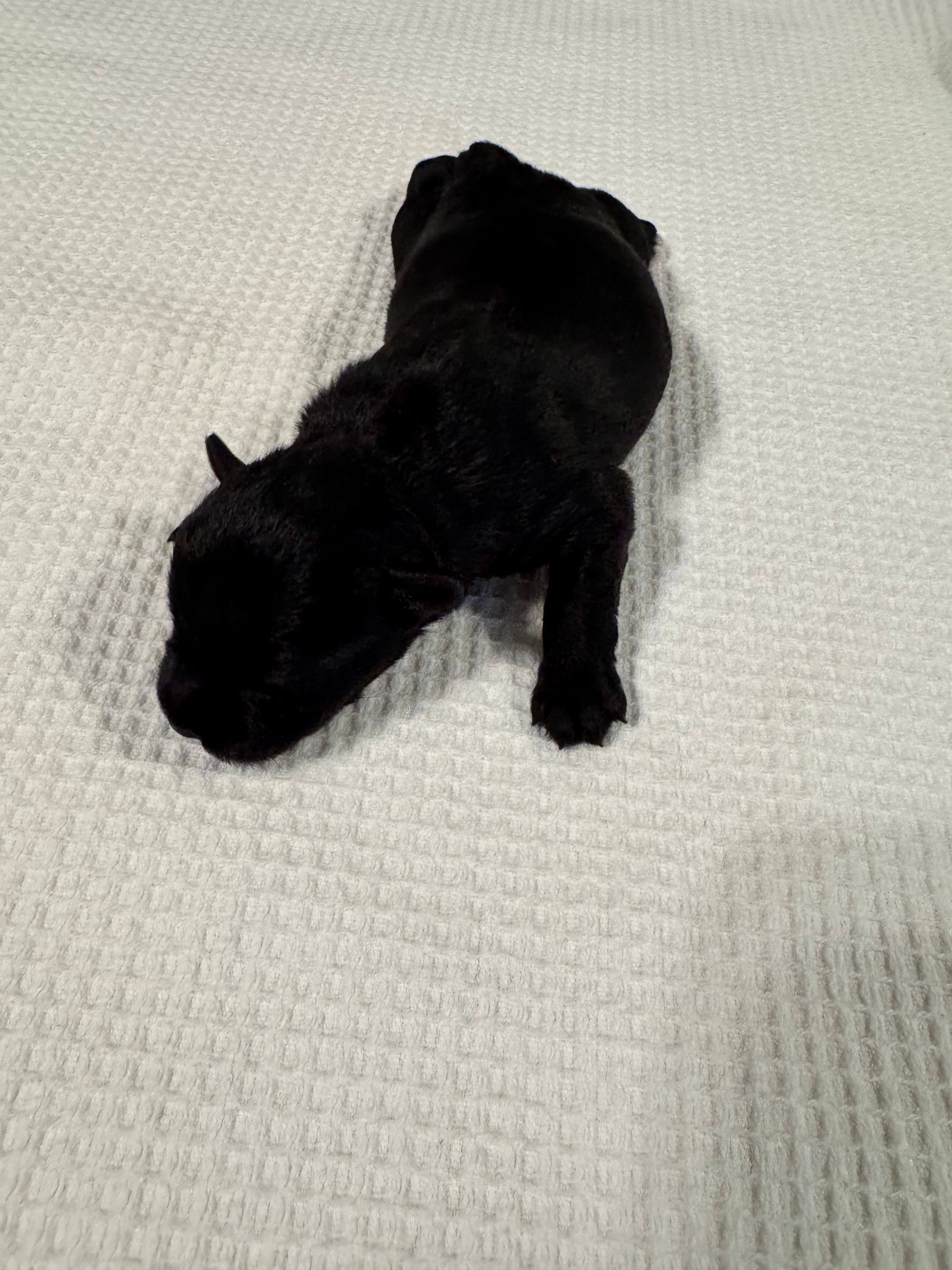 Beautiful Black AKC  – Miniature Schnauzer puppy for sale in Adrian, MI