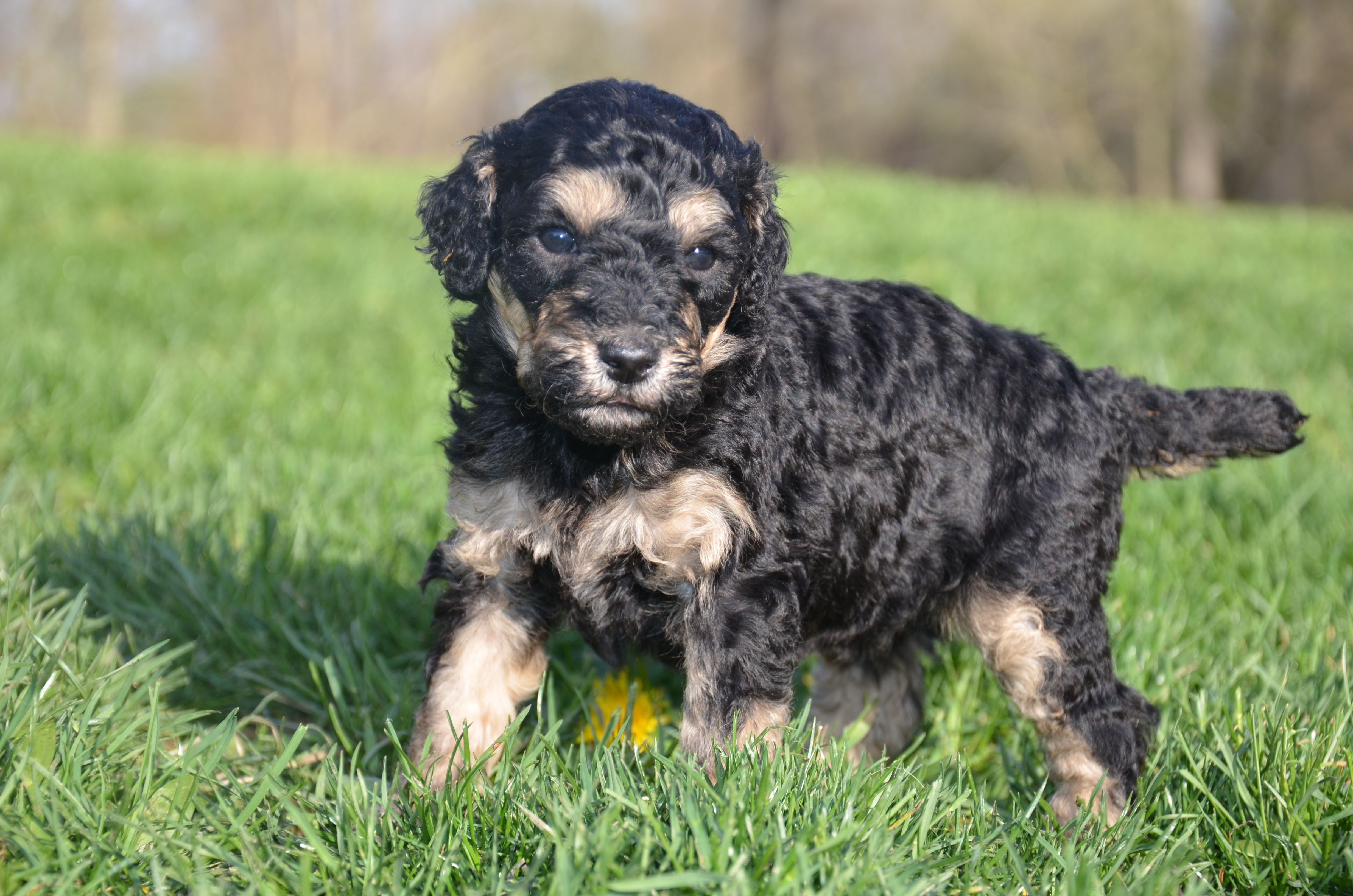 Lou – Poodle - Standard  puppy for sale in North Adams, MI