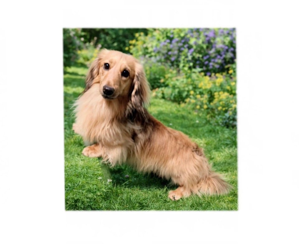 FULL AKC Frankie LHMC – Miniature Dachshund puppy for sale in Acton, CA