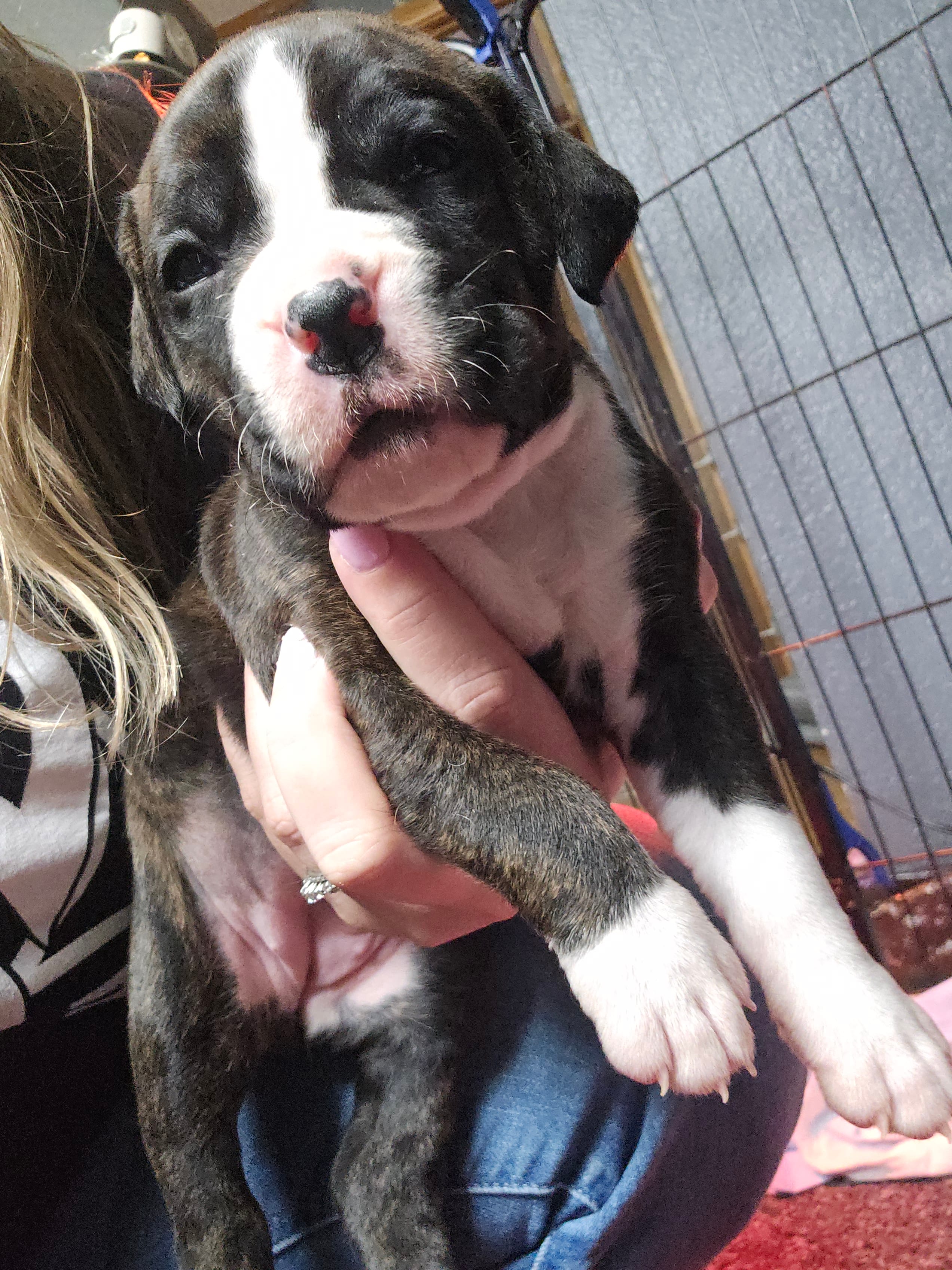 Gabbie – Boxer puppy for sale in Millbury, OH