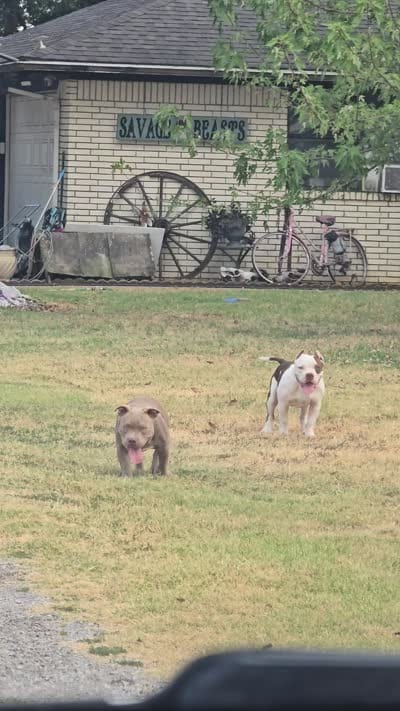 Henry, a male American Bully for sale in Durant, OK – 2 of 3