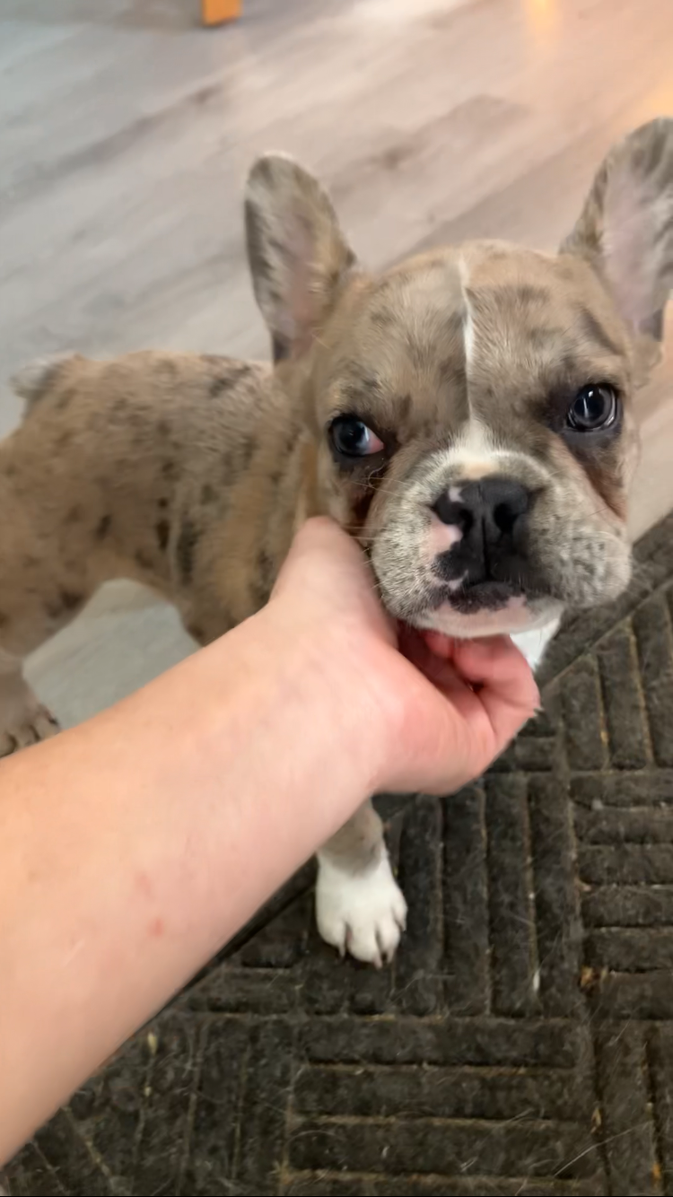 Jewels – French Bulldog puppy for sale in Crossville, TN