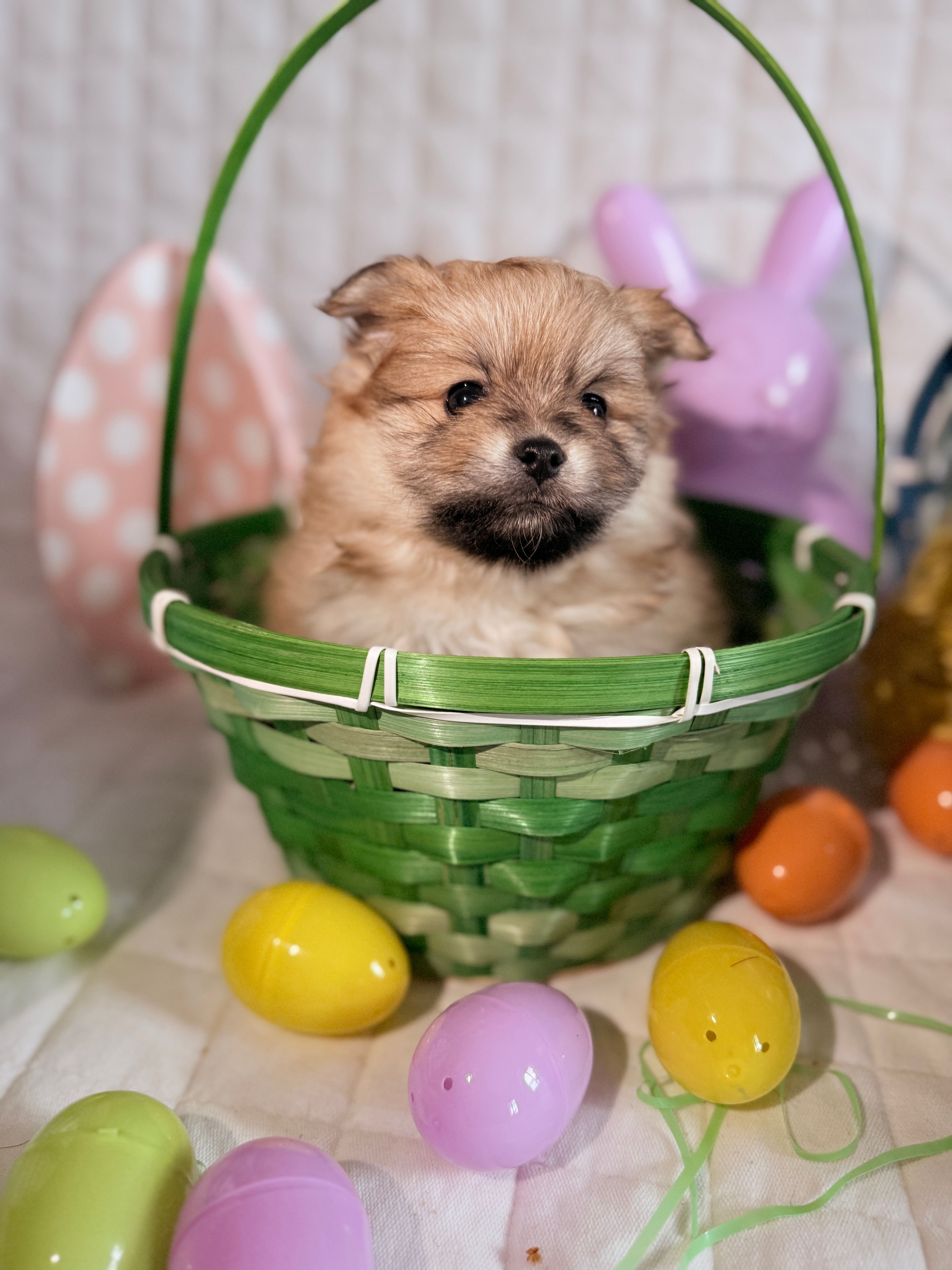 Kira – Pomeranian puppy for sale in Atlanta, GA