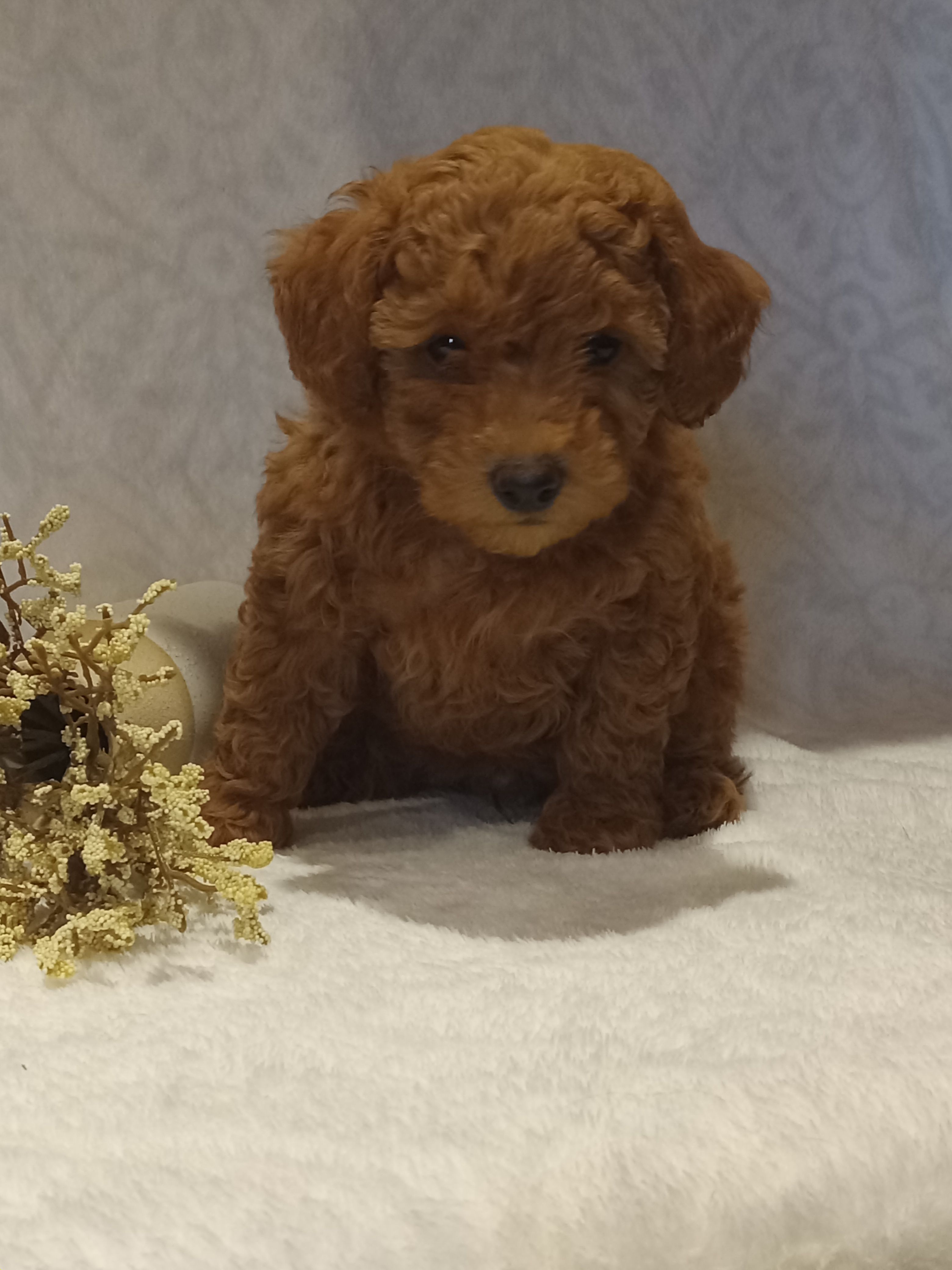 Hans – Poodle - Toy  puppy for sale in Milford, IN