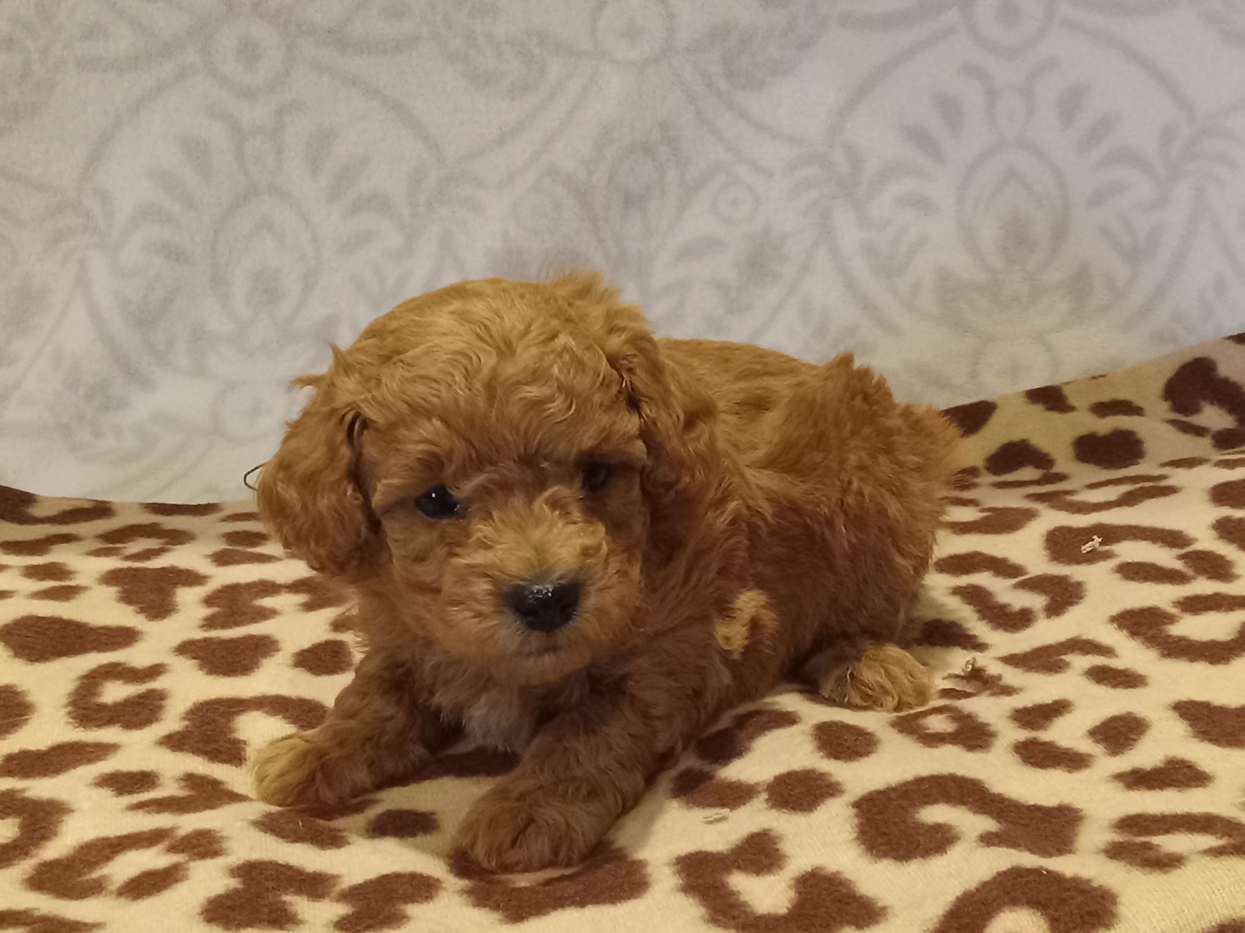 Hans – Poodle - Toy  puppy for sale in Milford, IN