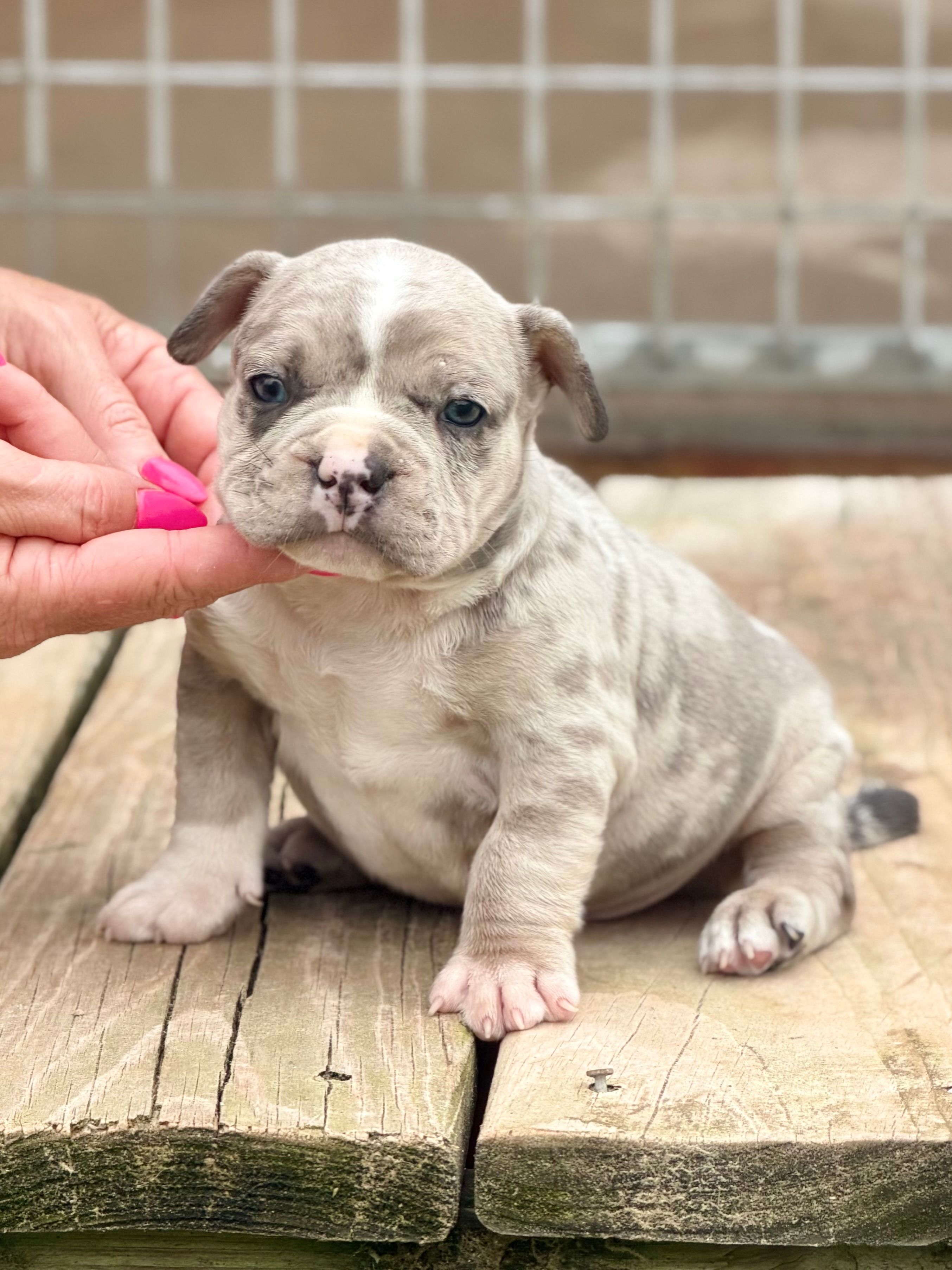 Pluto – French Bulldog, American Bully puppy for sale in Wellston, OK