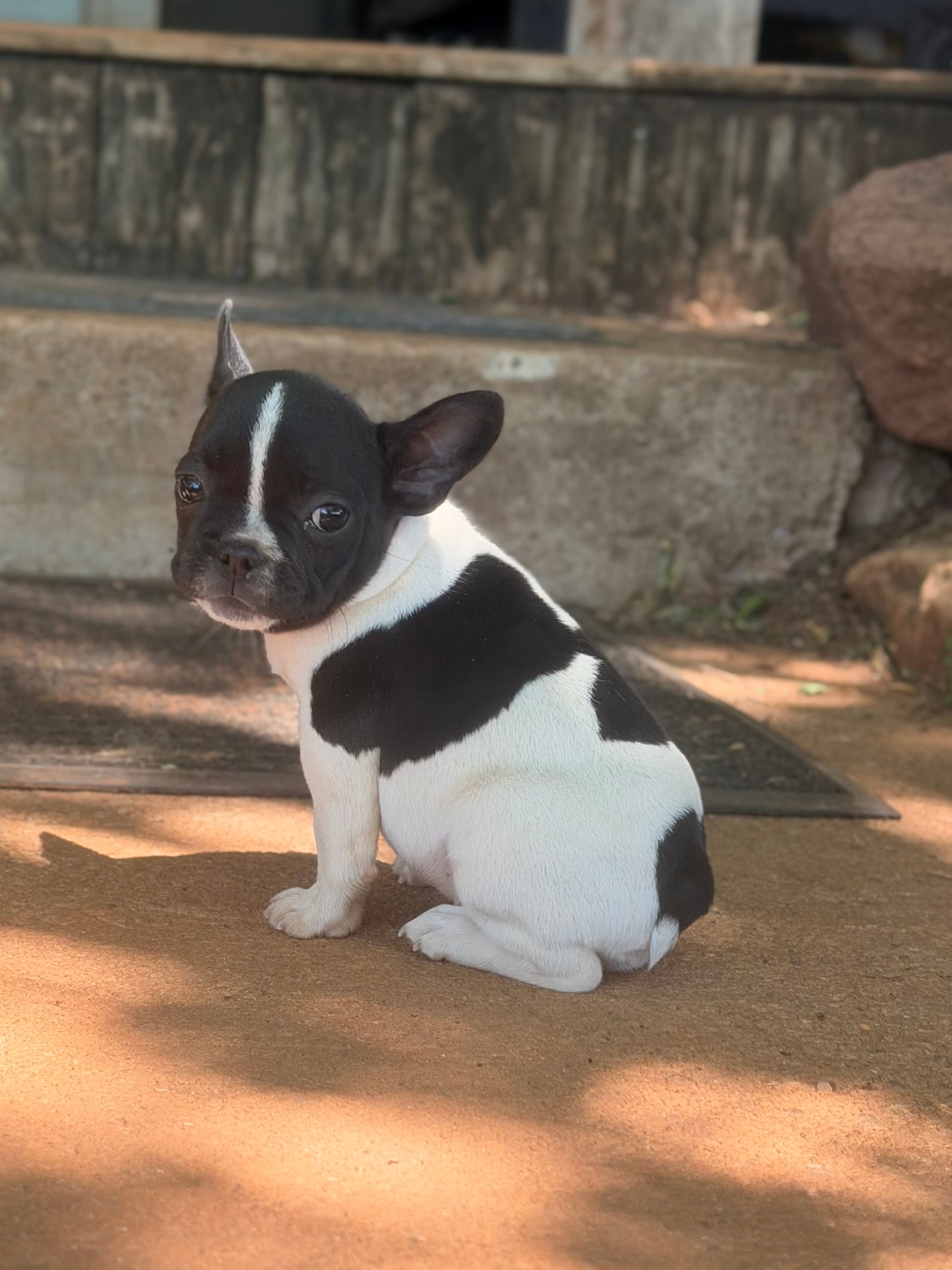 Black Pied boy Lil Rascal  – French Bulldog puppy for sale in Wellston, OK