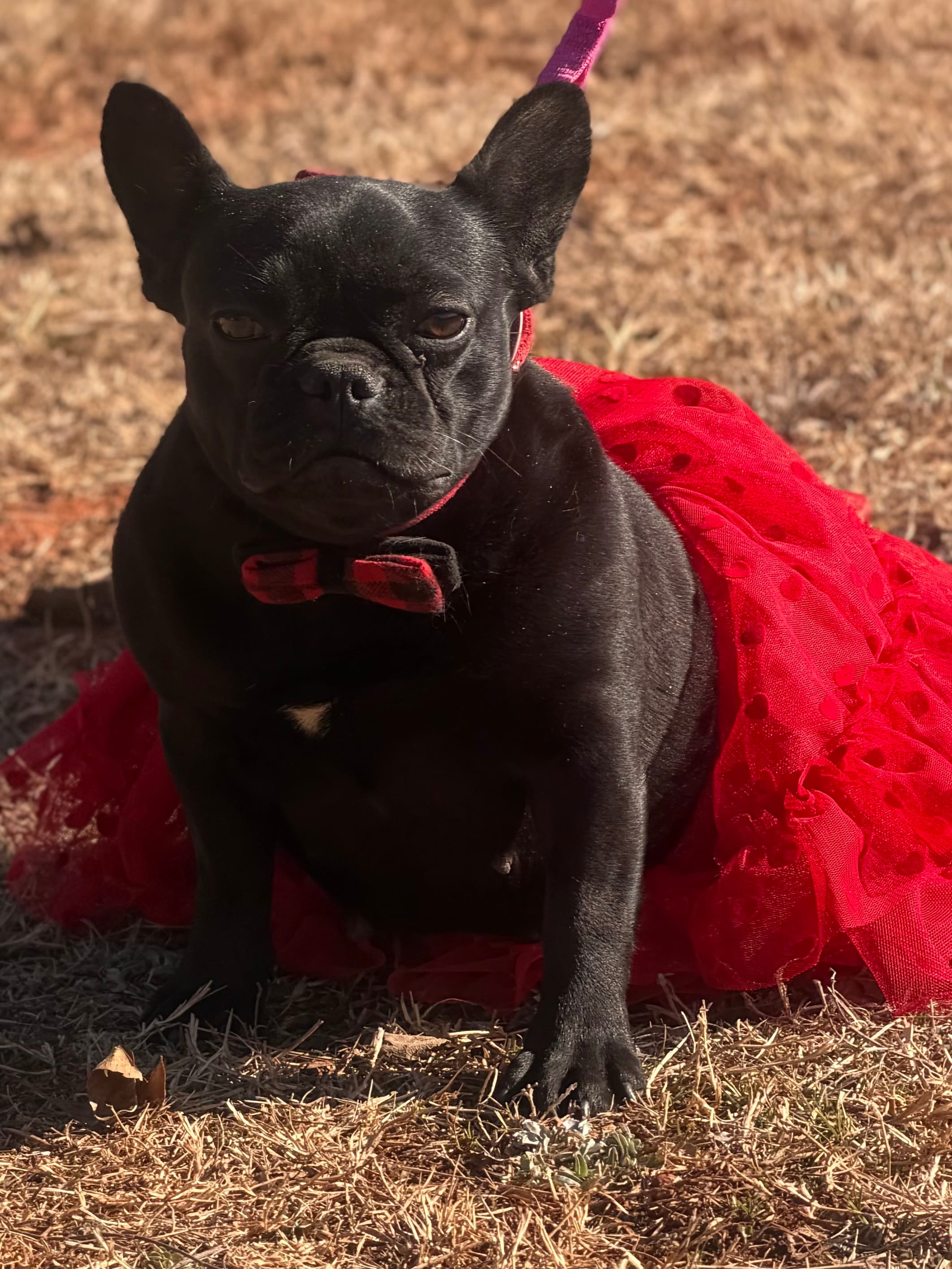 Lady Luck  – French Bulldog puppy for sale in Wellston, OK