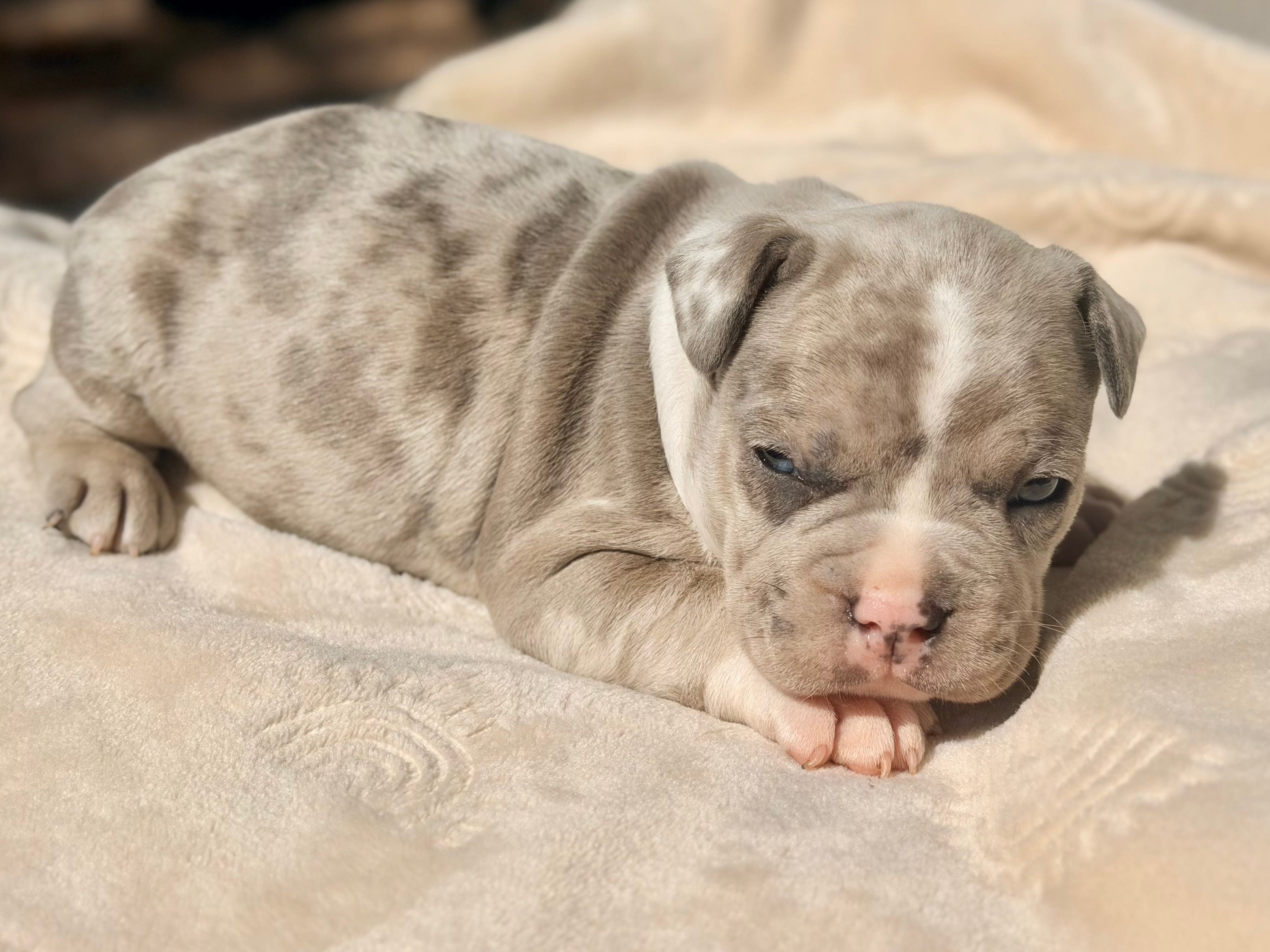 Pluto – French Bulldog, American Bully puppy for sale in Wellston, OK