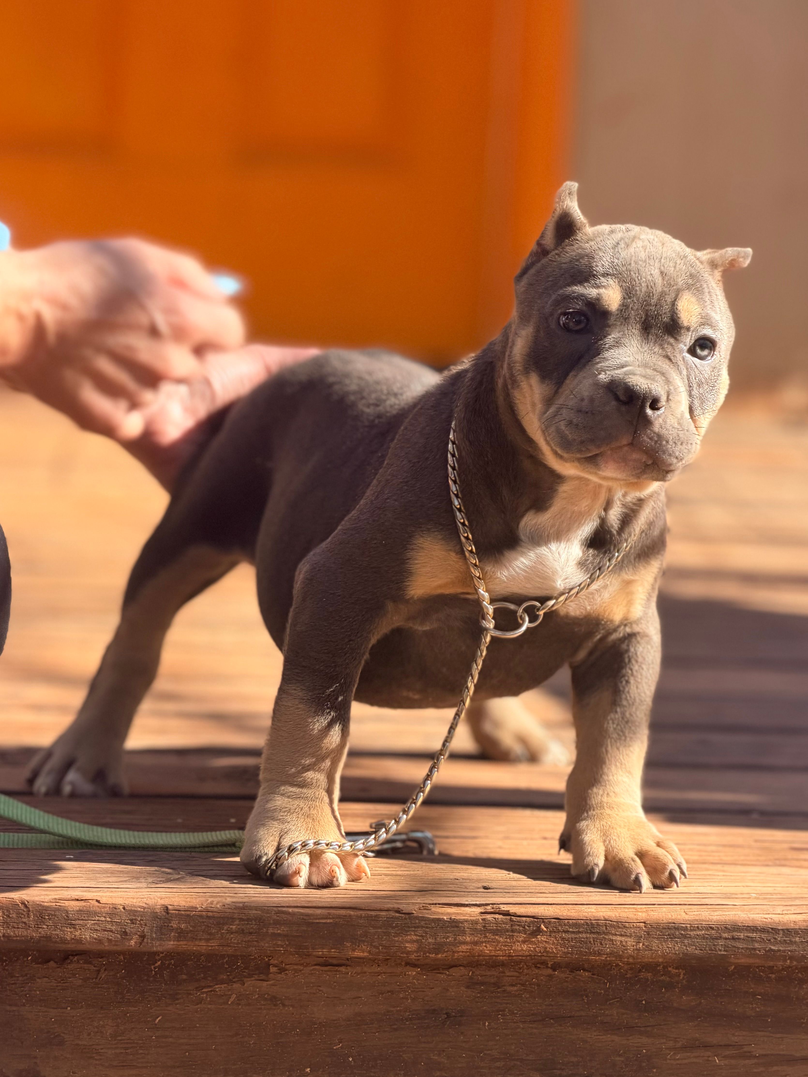 Mazzie  – American Bully puppy for sale in Wellston, OK