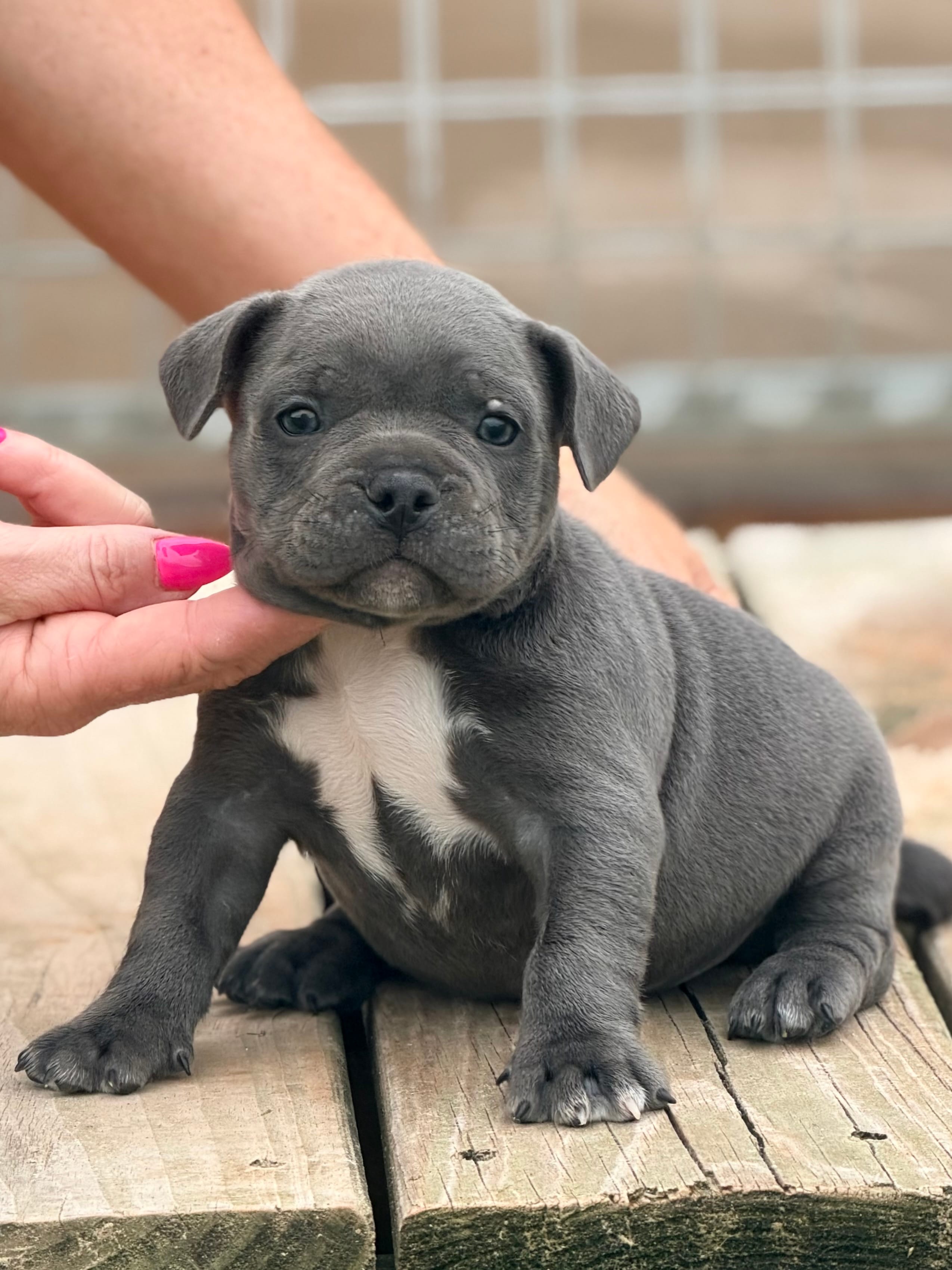 Mickey – French Bulldog, American Bully puppy for sale in Wellston, OK