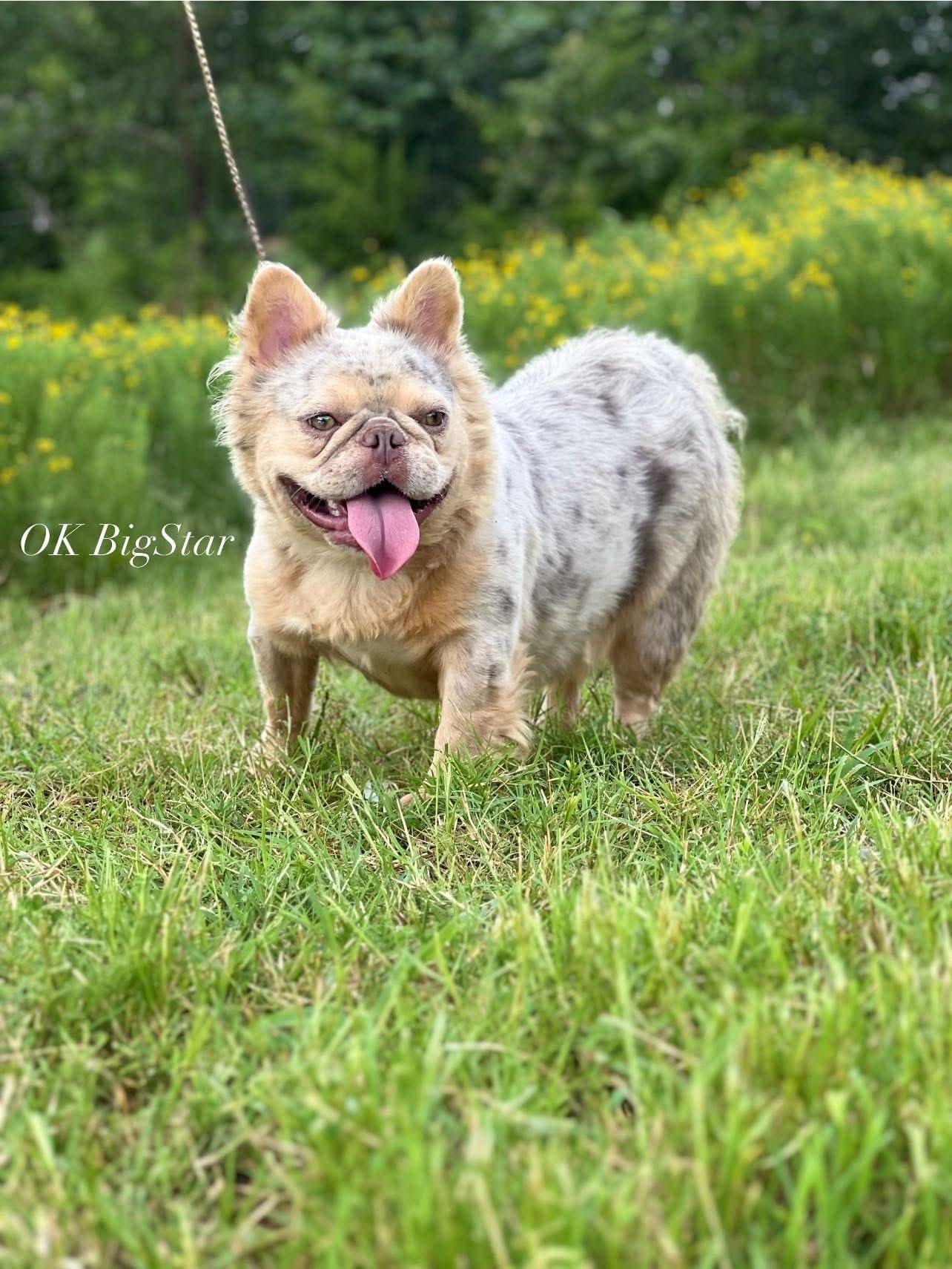 Misty – French Bulldog puppy for sale in Wellston, OK
