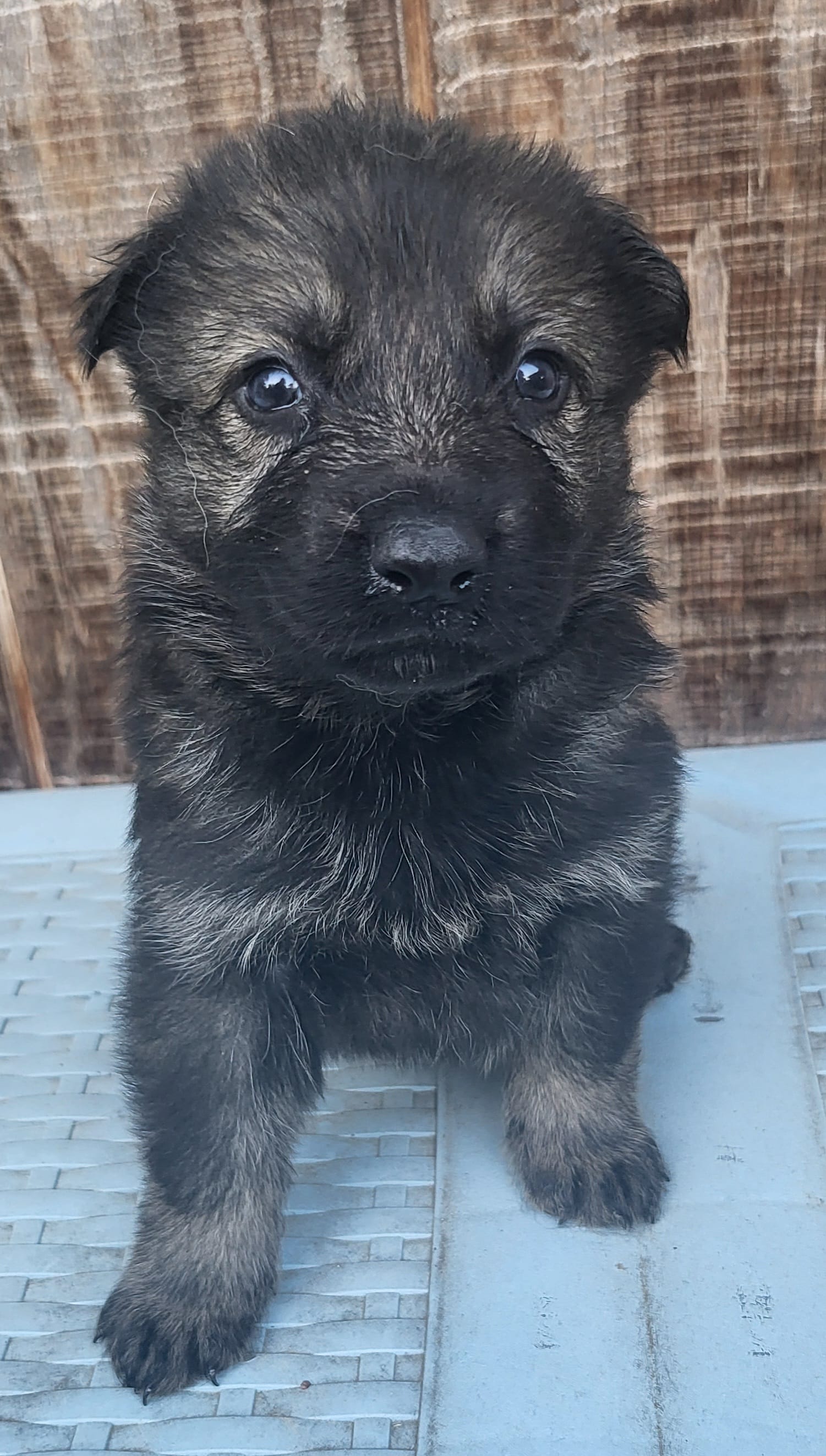 SableM – German Shepherd Dog puppy for sale in Fredericksburg, VA