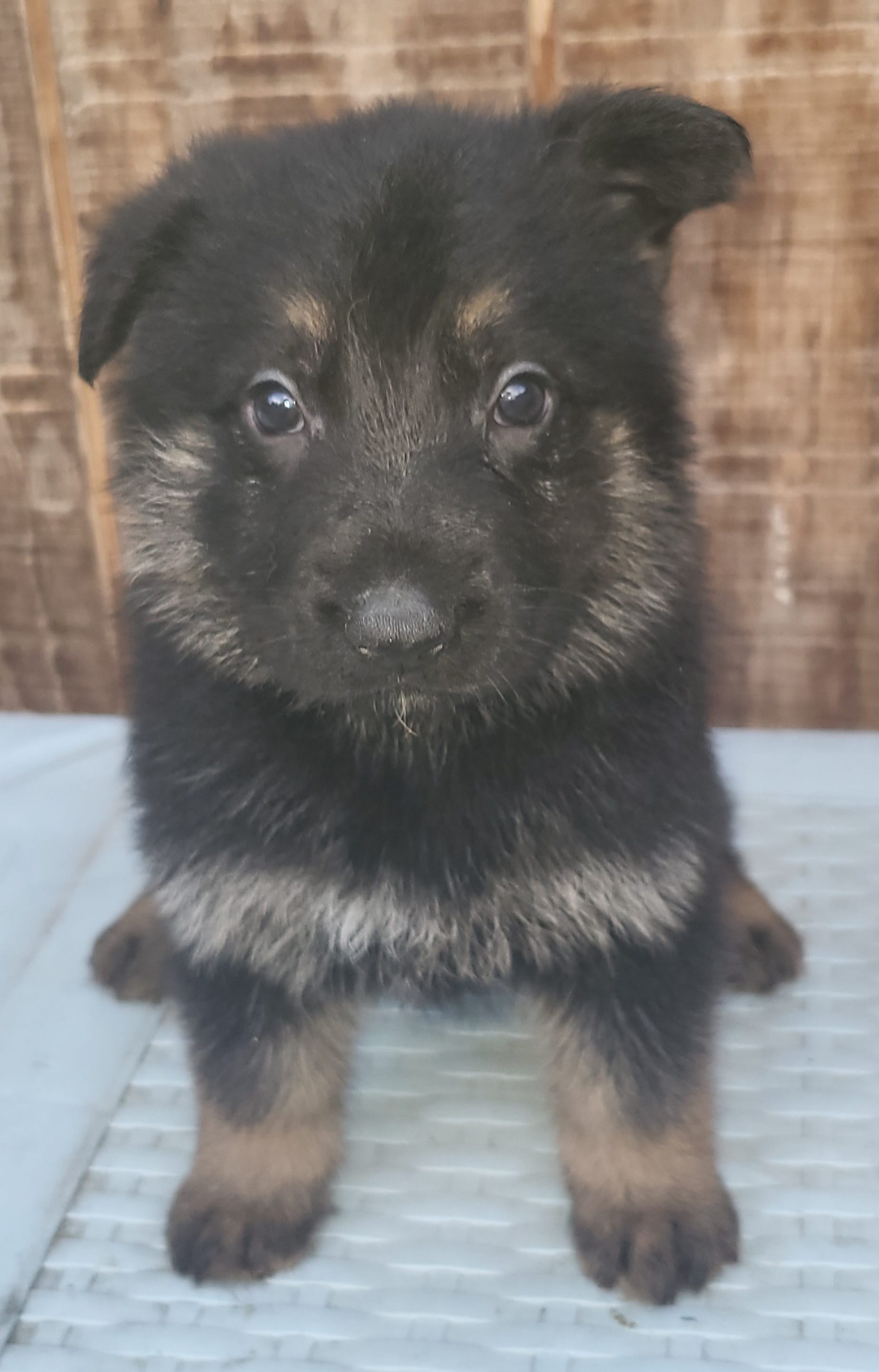 Blk/tanF – German Shepherd Dog puppy for sale in Fredericksburg, VA