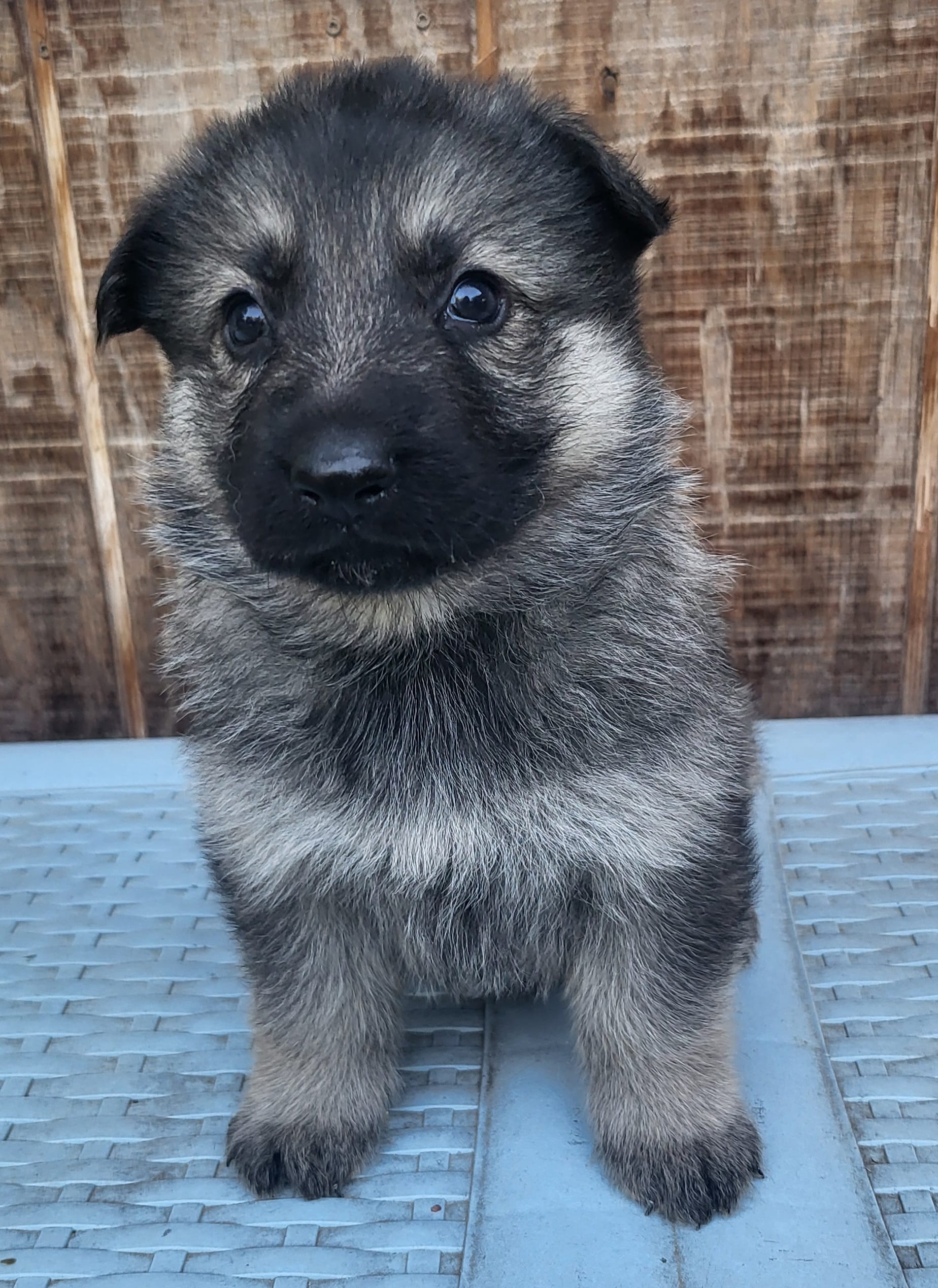 SableF – German Shepherd Dog puppy for sale in Fredericksburg, VA