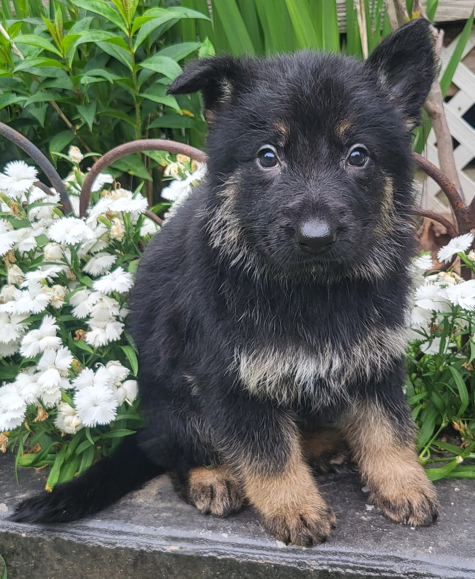 Blk/tanF – German Shepherd Dog puppy for sale in Fredericksburg, VA