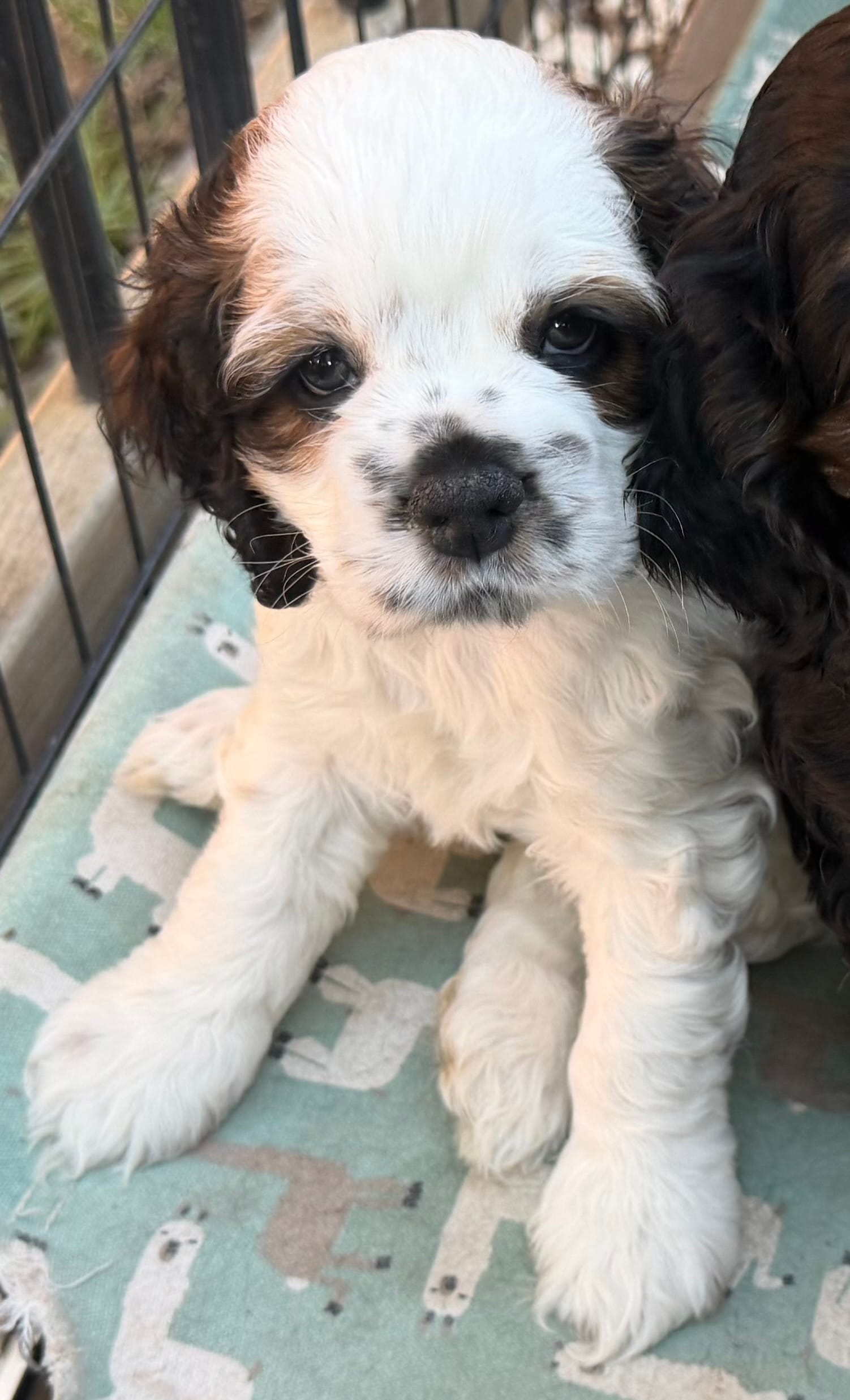 SC Sable/white – Cocker Spaniel puppy for sale in Vancouver, WA