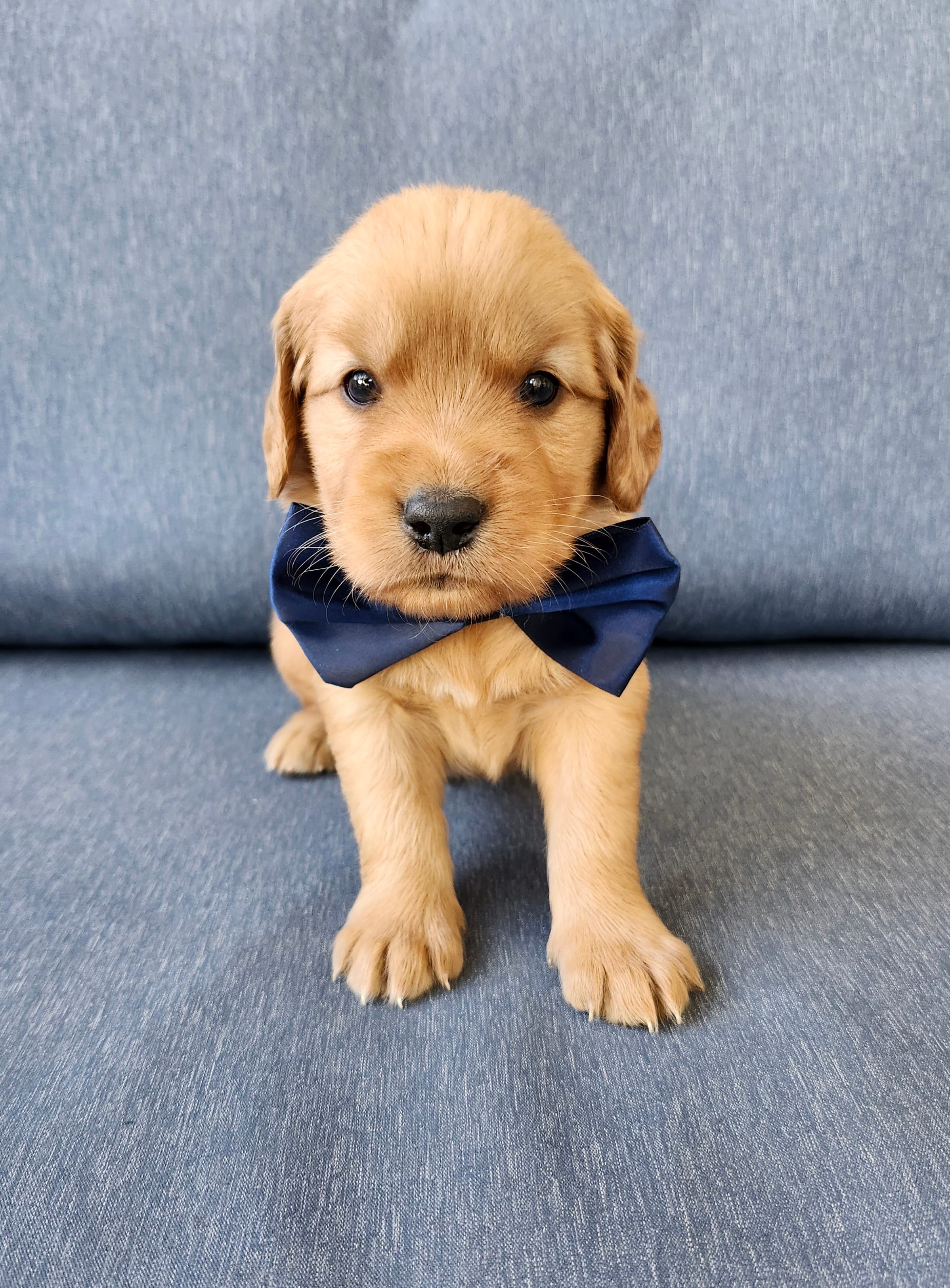 Navy – Golden Retriever puppy for sale in Williamsburg, KY