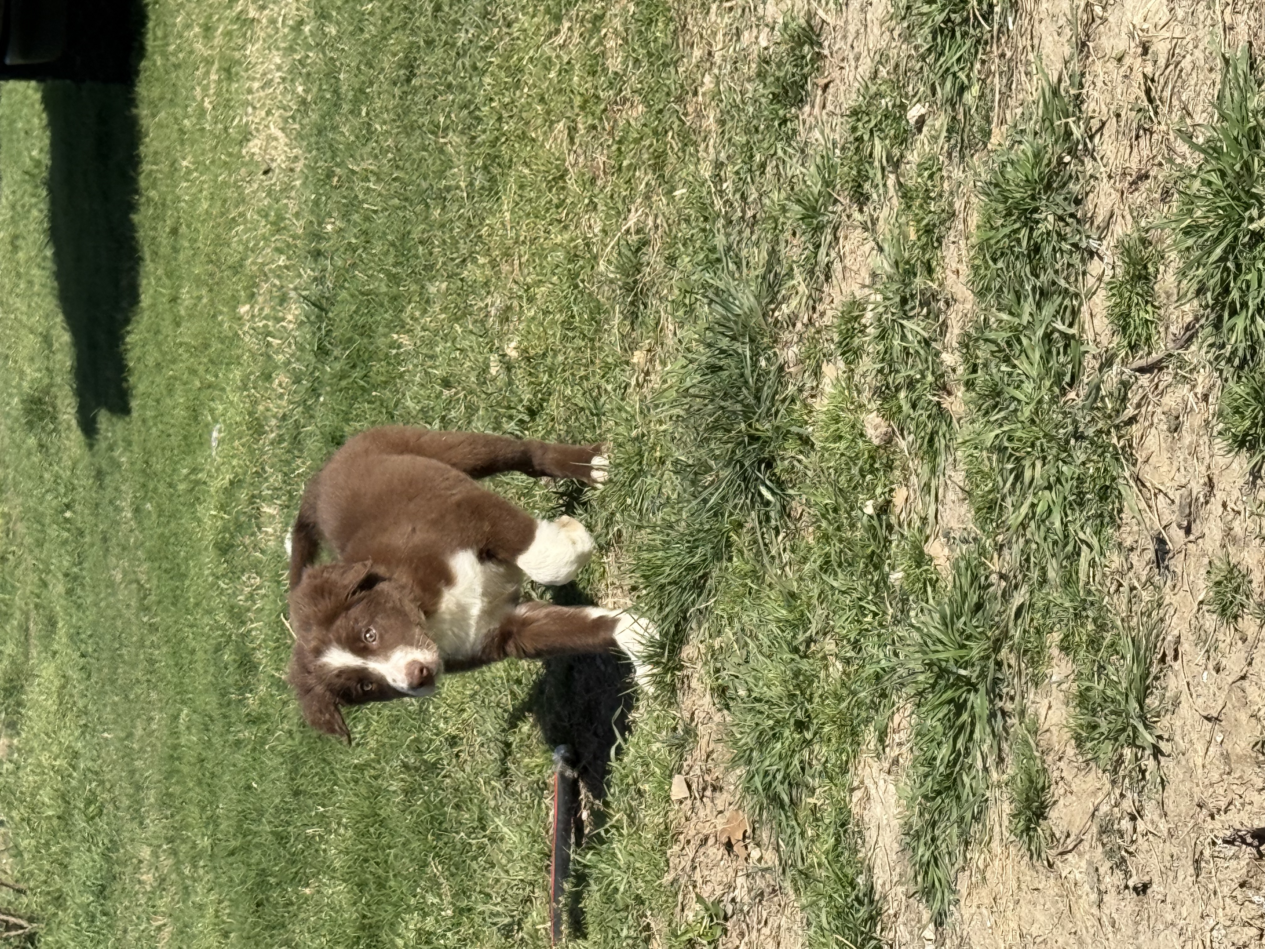 Odie – Border Collie puppy for sale in Moody, TX