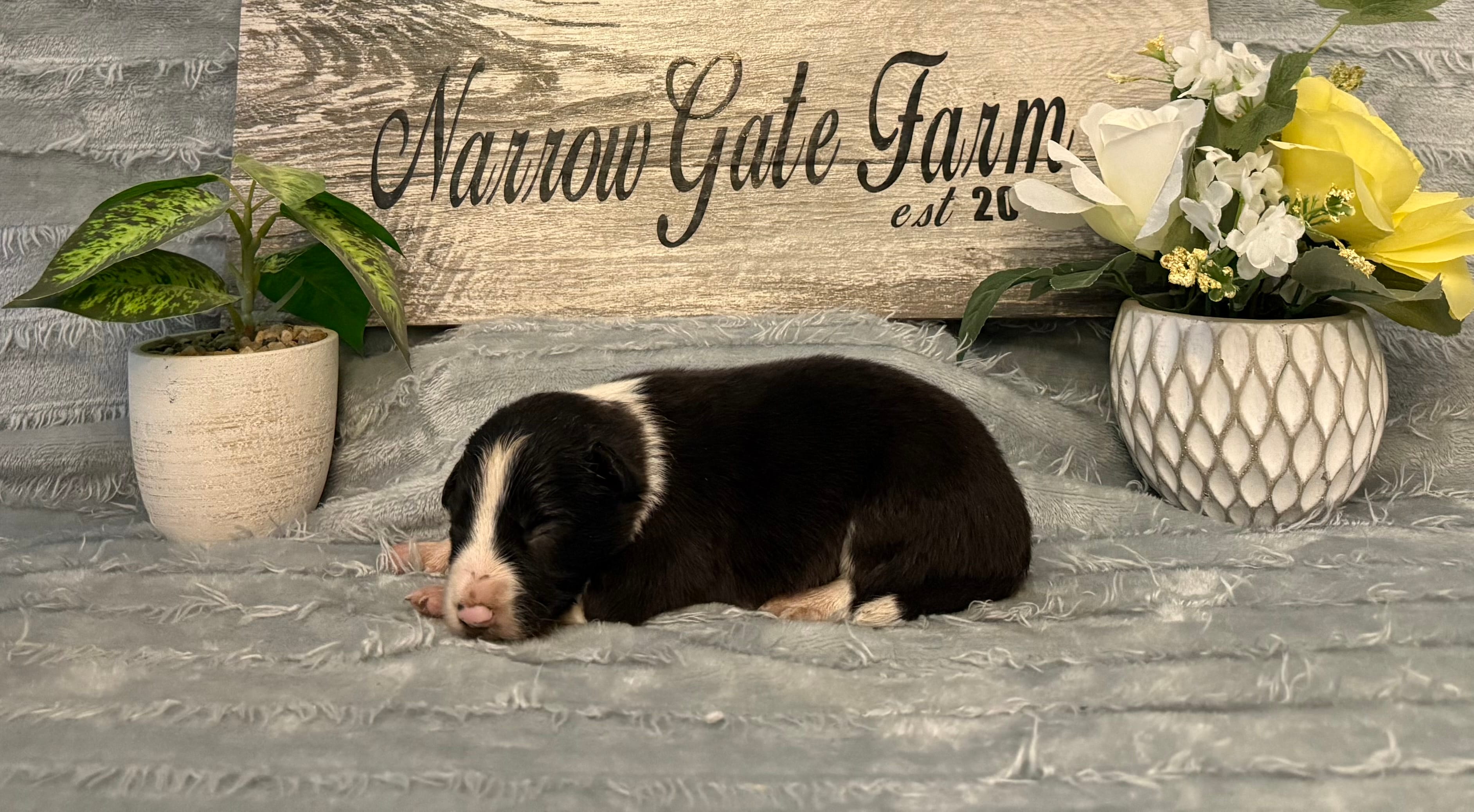 Scout  – Border Collie puppy for sale in Moody, TX