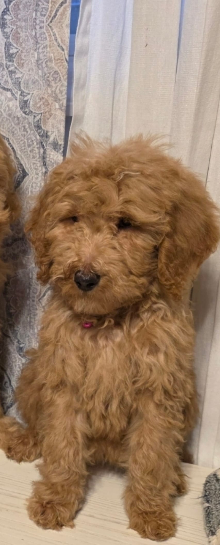Ellie – Goldendoodle, Poodle - Miniature  puppy for sale in Raleigh, NC