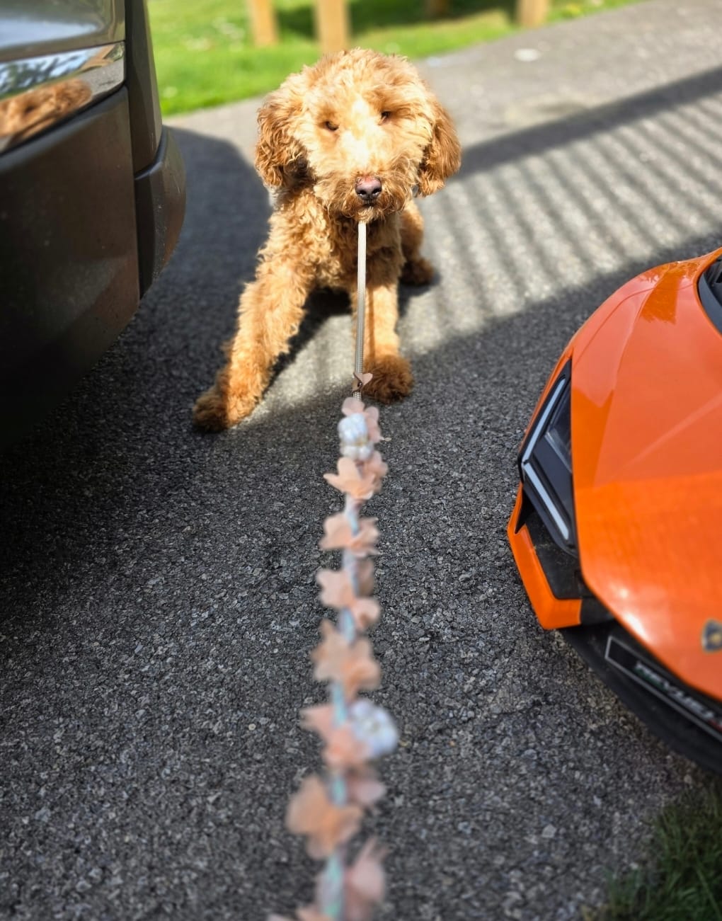 Ellie – Poodle - Miniature , Miniature Goldendoodle puppy for sale in Raleigh, NC